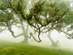Feenwald im Nebel - Großformatige Fotografie - Limitierte Auflage Landschaft