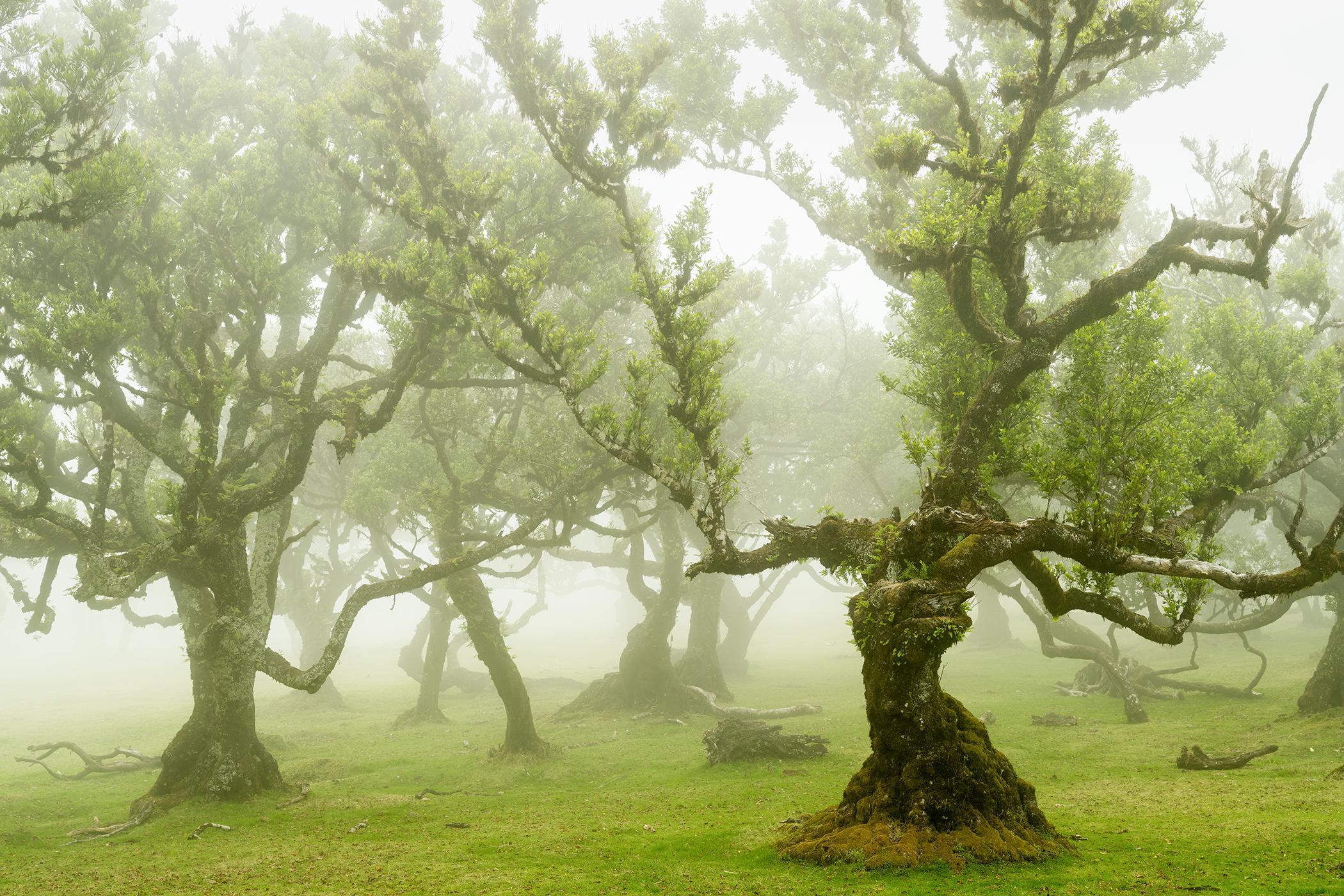 Fairy Forest Madeira Portugal limitiert signiert