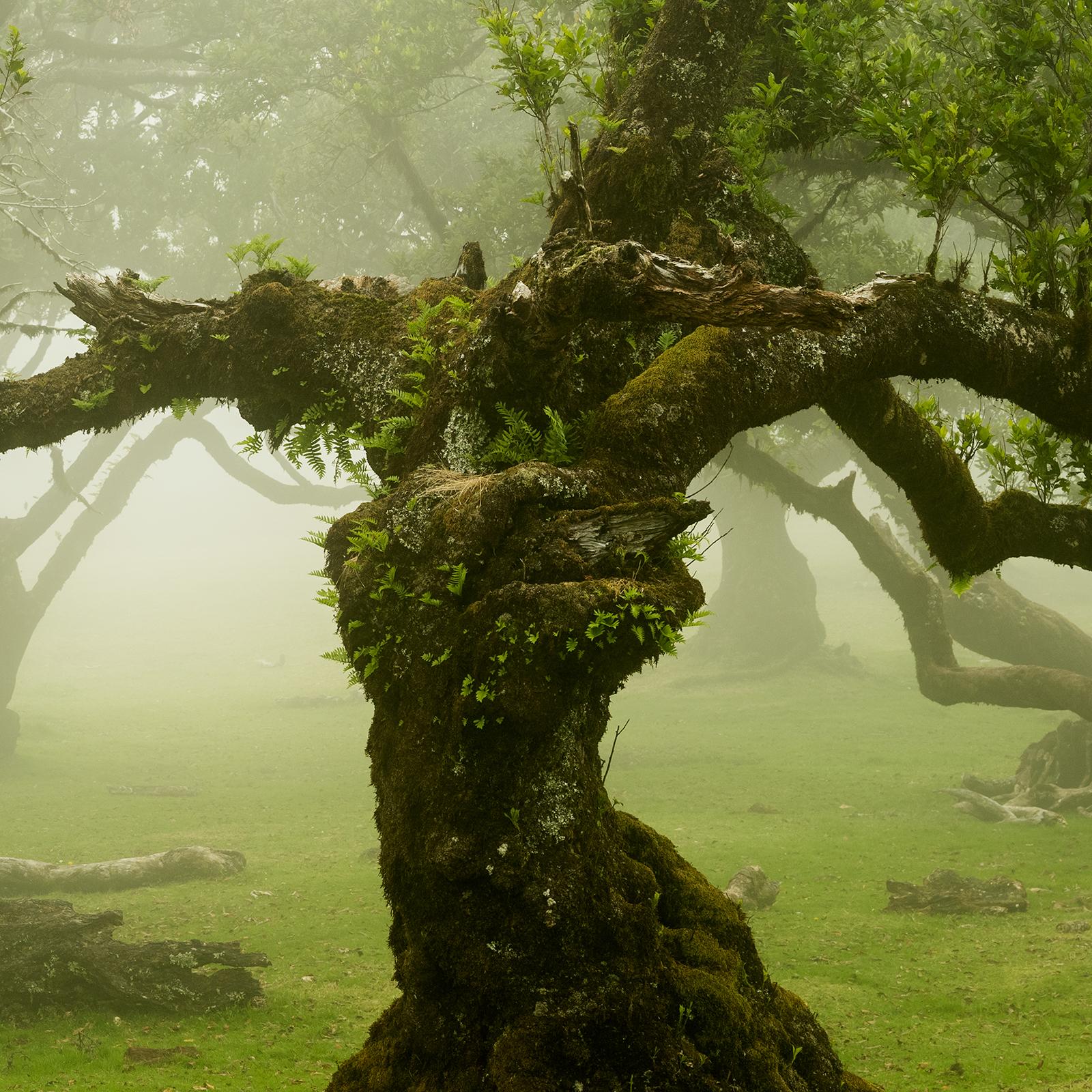 Fairy Forest, Old Bent Trees, Großformat-Farbfotografie, limitierte Auflage im Angebot 5