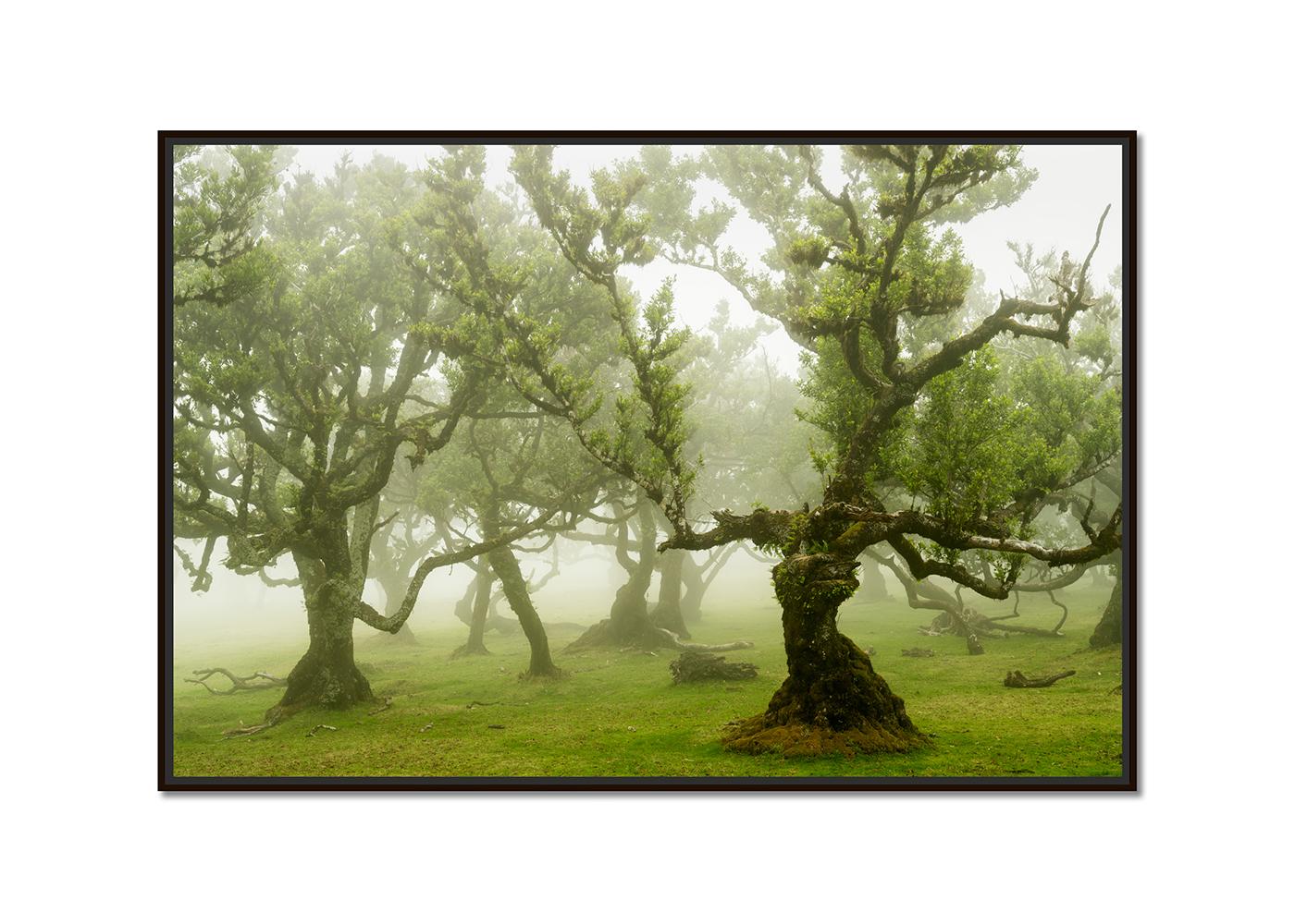 Fairy Forest, Old Bent Trees, Großformat-Farbfotografie, limitierte Auflage – Photograph von Gerald Berghammer