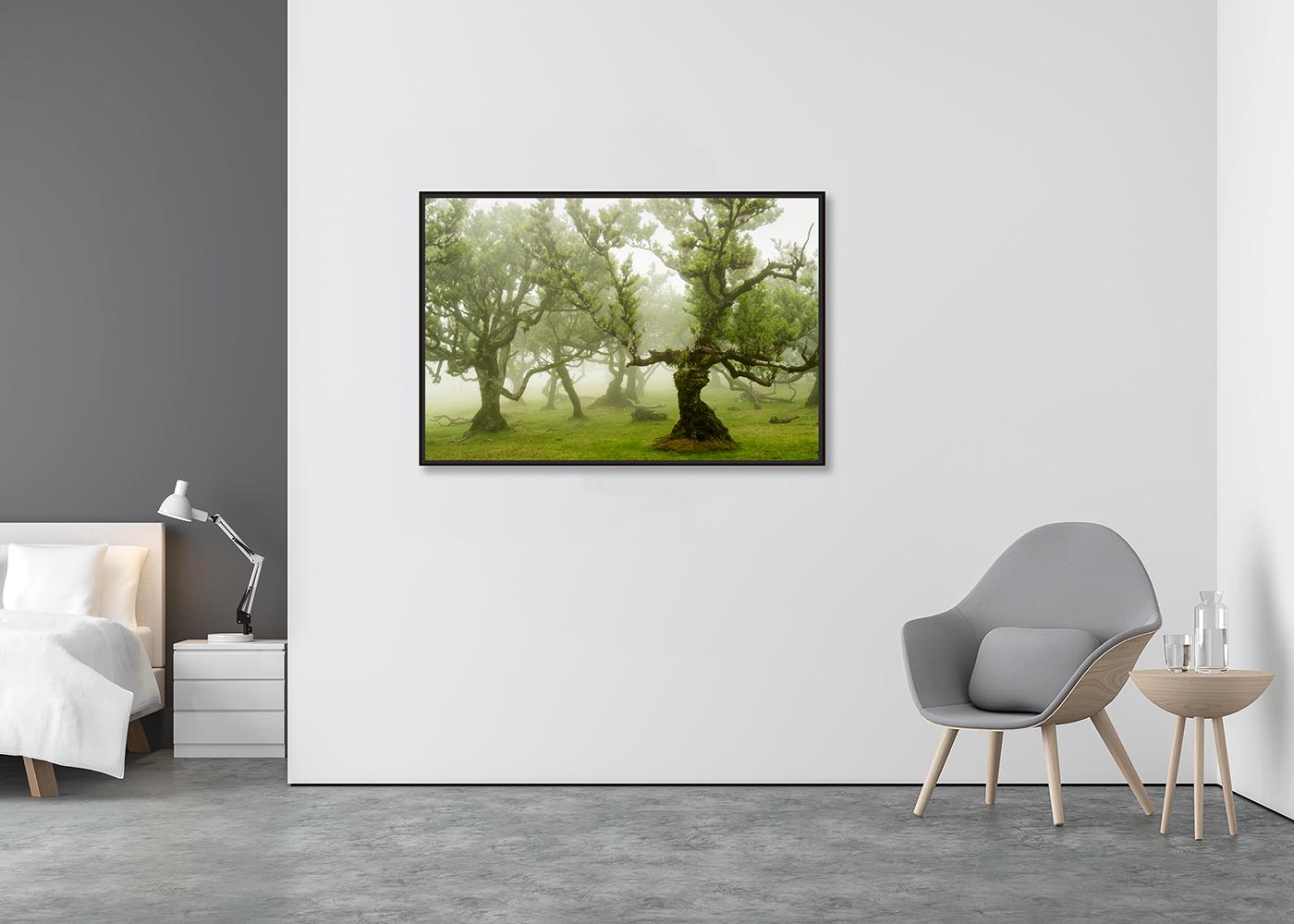 Fairy Forest, Old Bent Trees, Großformat-Farbfotografie, limitierte Auflage (Zeitgenössisch), Photograph, von Gerald Berghammer