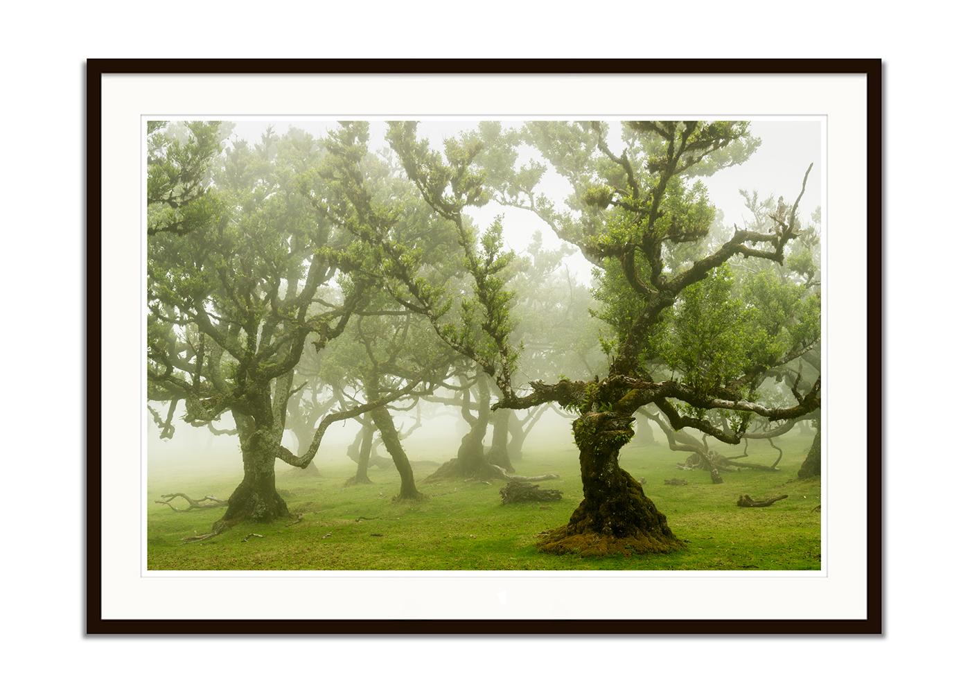Fairy Forest, Old Bent Trees, Großformat-Farbfotografie, limitierte Auflage (Braun), Landscape Photograph, von Gerald Berghammer
