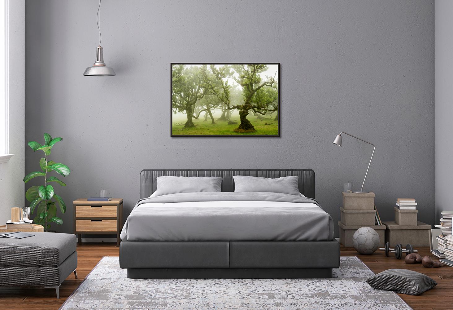 Fairy Forest, Old Bent Trees, Großformat-Farbfotografie, limitierte Auflage im Angebot 1