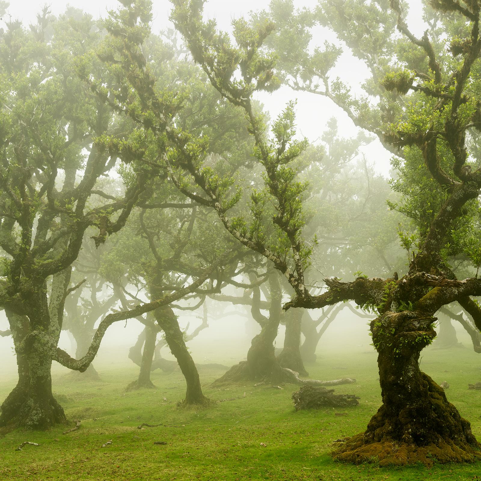 Fairy Forest, Old Bent Trees, Großformat-Farbfotografie, limitierte Auflage im Angebot 3