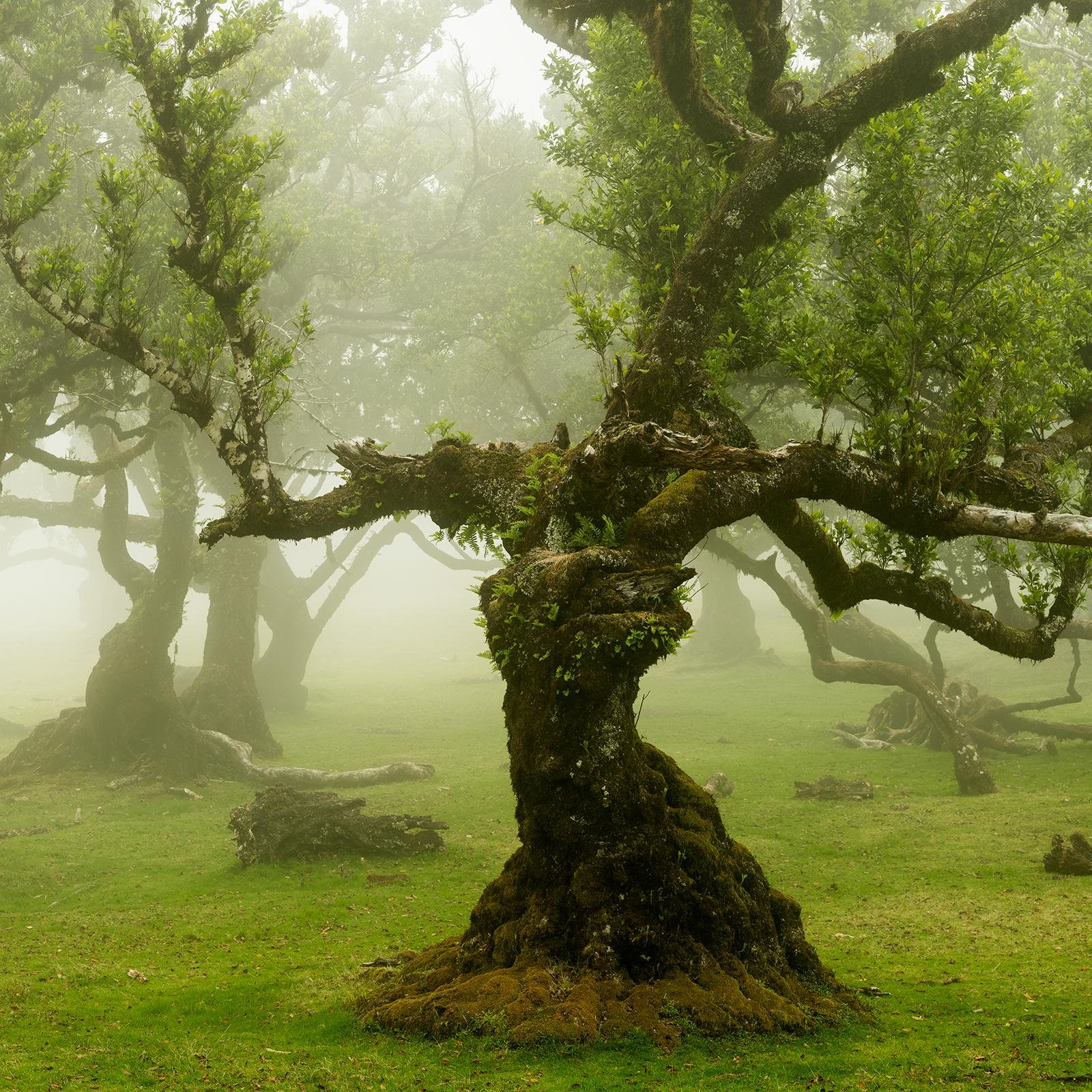 Fairy Forest, Old Bent Trees, Großformat-Farbfotografie, limitierte Auflage im Angebot 4
