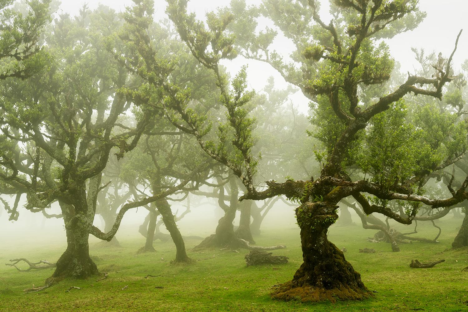 Gerald Berghammer Landscape Photograph – Fairy Forest, Old Bent Trees, Großformat-Farbfotografie, limitierte Auflage