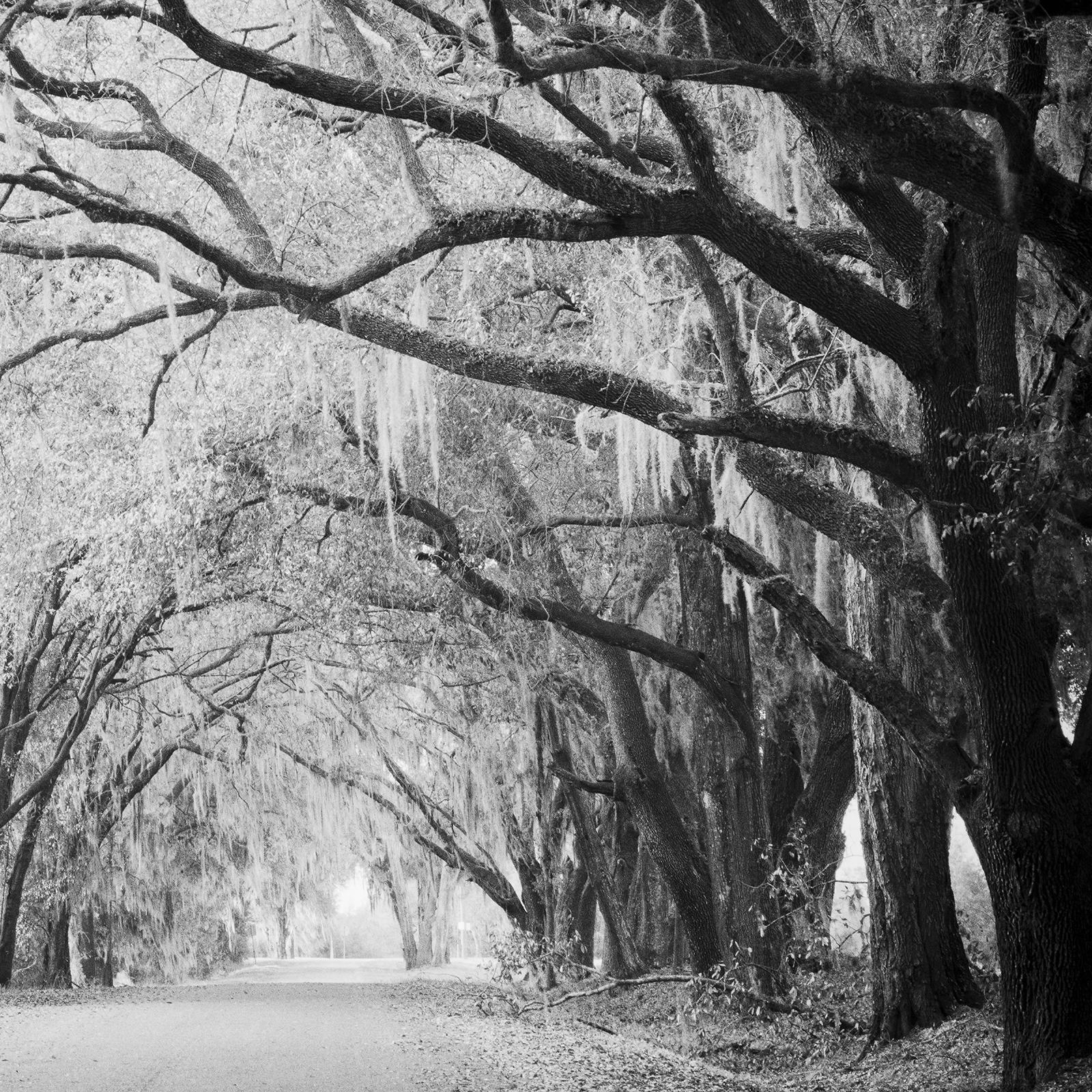 Fairytale Forest, Tree Avenue, Florida, black and white photography, landscape For Sale 6