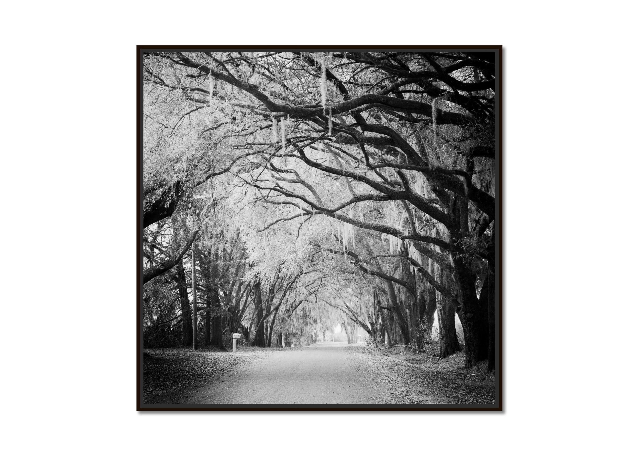 Fairytale Forest, Tree Avenue, Florida, Schwarz-Weiß-Fotografie, Landschaft – Photograph von Gerald Berghammer