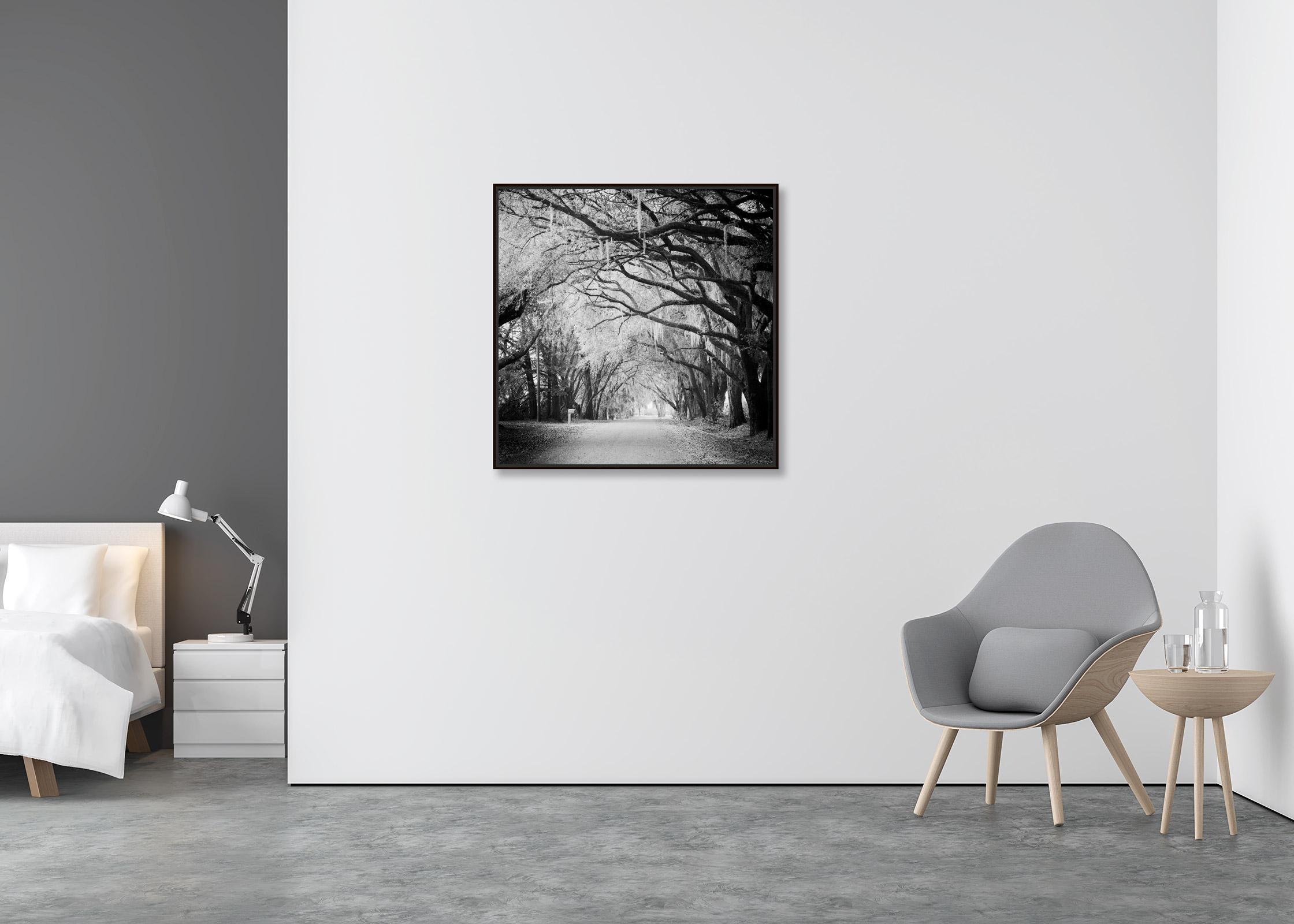 Fairytale Forest, Tree Avenue, Florida, black and white photography, landscape - Contemporary Photograph by Gerald Berghammer