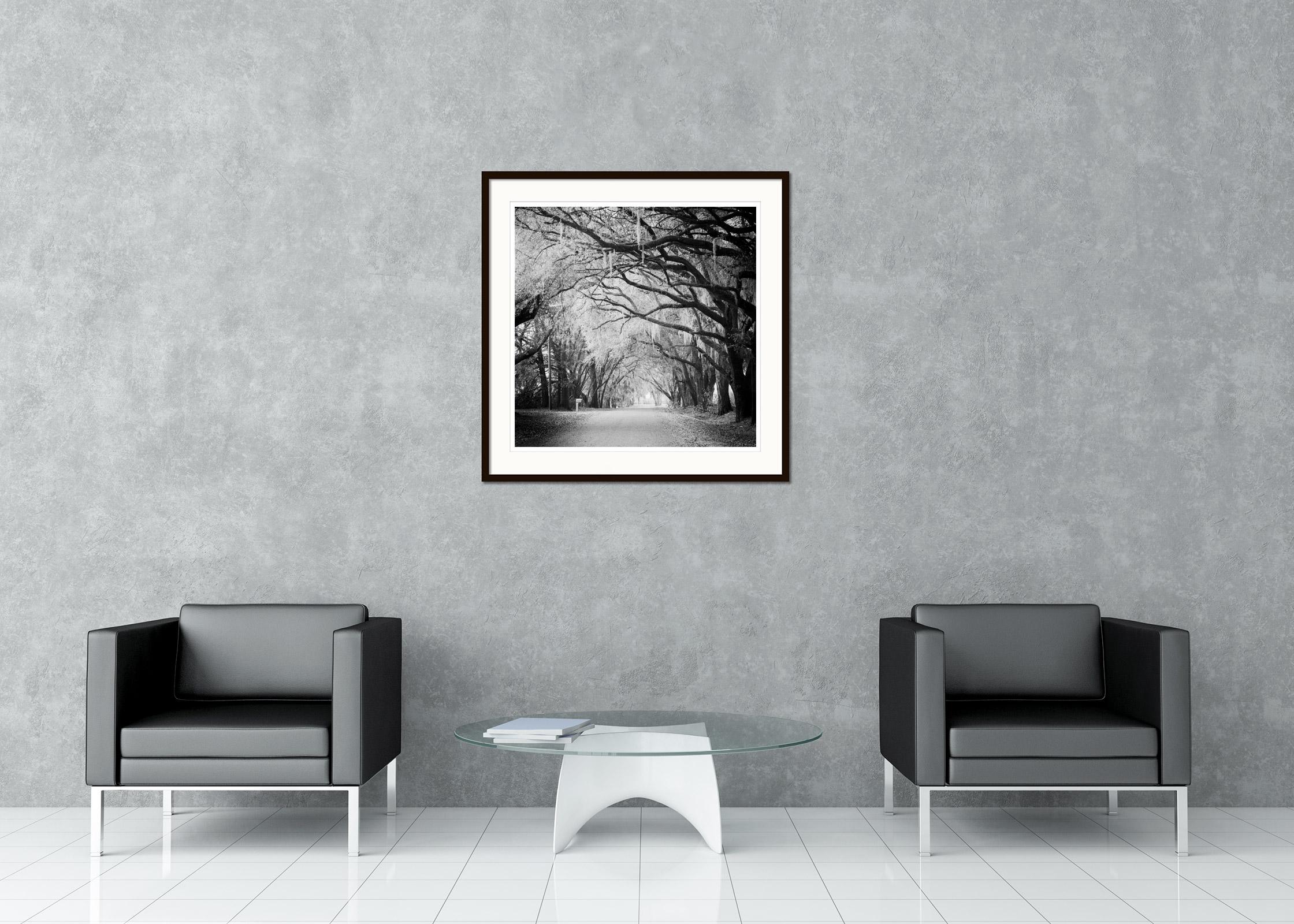Fairytale Forest, Tree Avenue, Florida, black and white photography, landscape For Sale 1