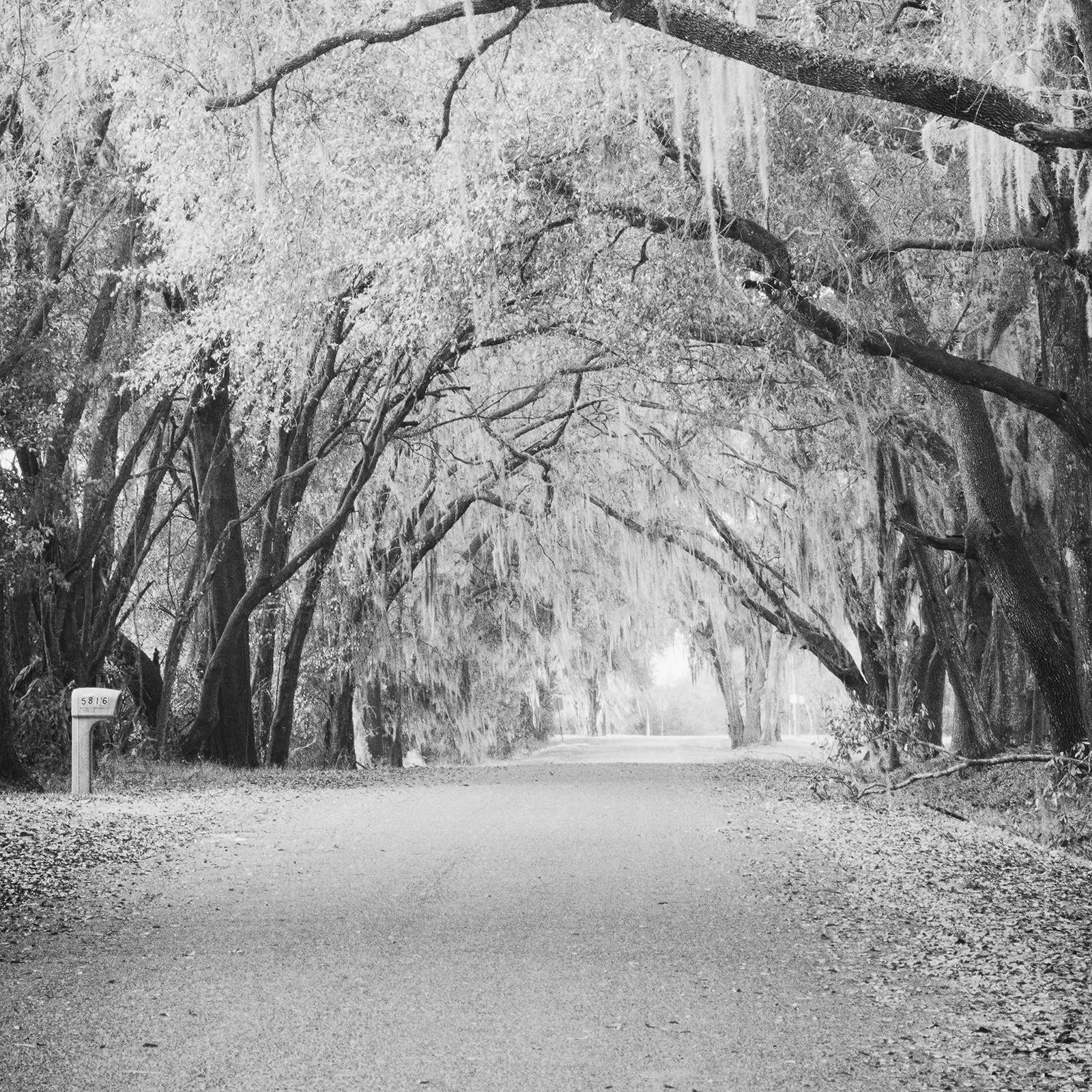 Fairytale Forest, Tree Avenue, Florida, black and white photography, landscape For Sale 4