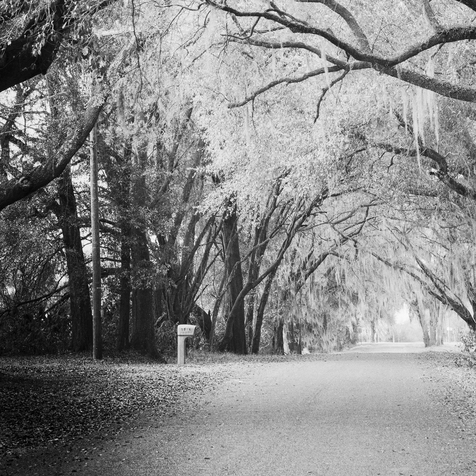 Fairytale Forest, Tree Avenue, Florida, black and white photography, landscape For Sale 5