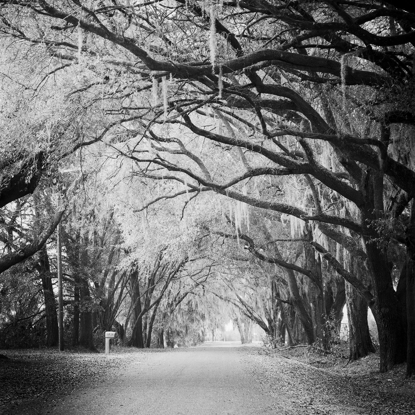 Gerald Berghammer Black and White Photograph – Fairytale Forest, Tree Avenue, Florida, Schwarz-Weiß-Fotografie, Landschaft