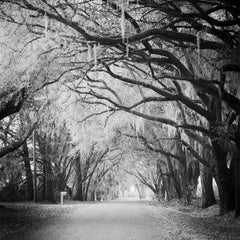 Fairytale Forest, Tree Avenue, Florida, black and white photography, landscape