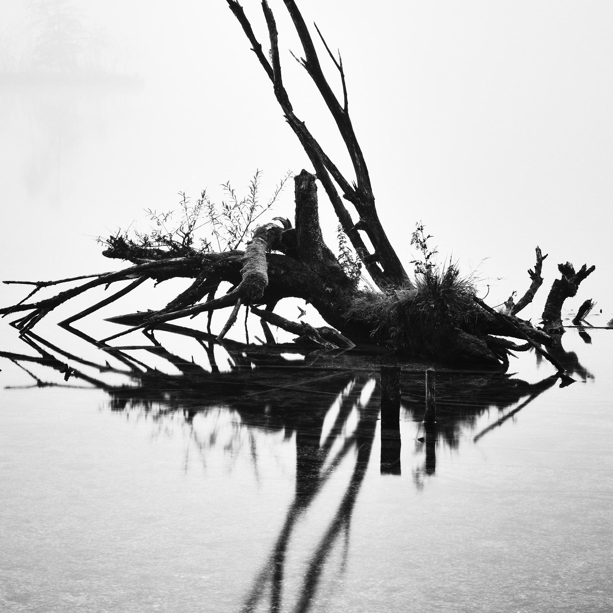 Gefallener Baum, monochrome Fotografie, minimalistische Landschaft, limitierte Auflage im Angebot 5