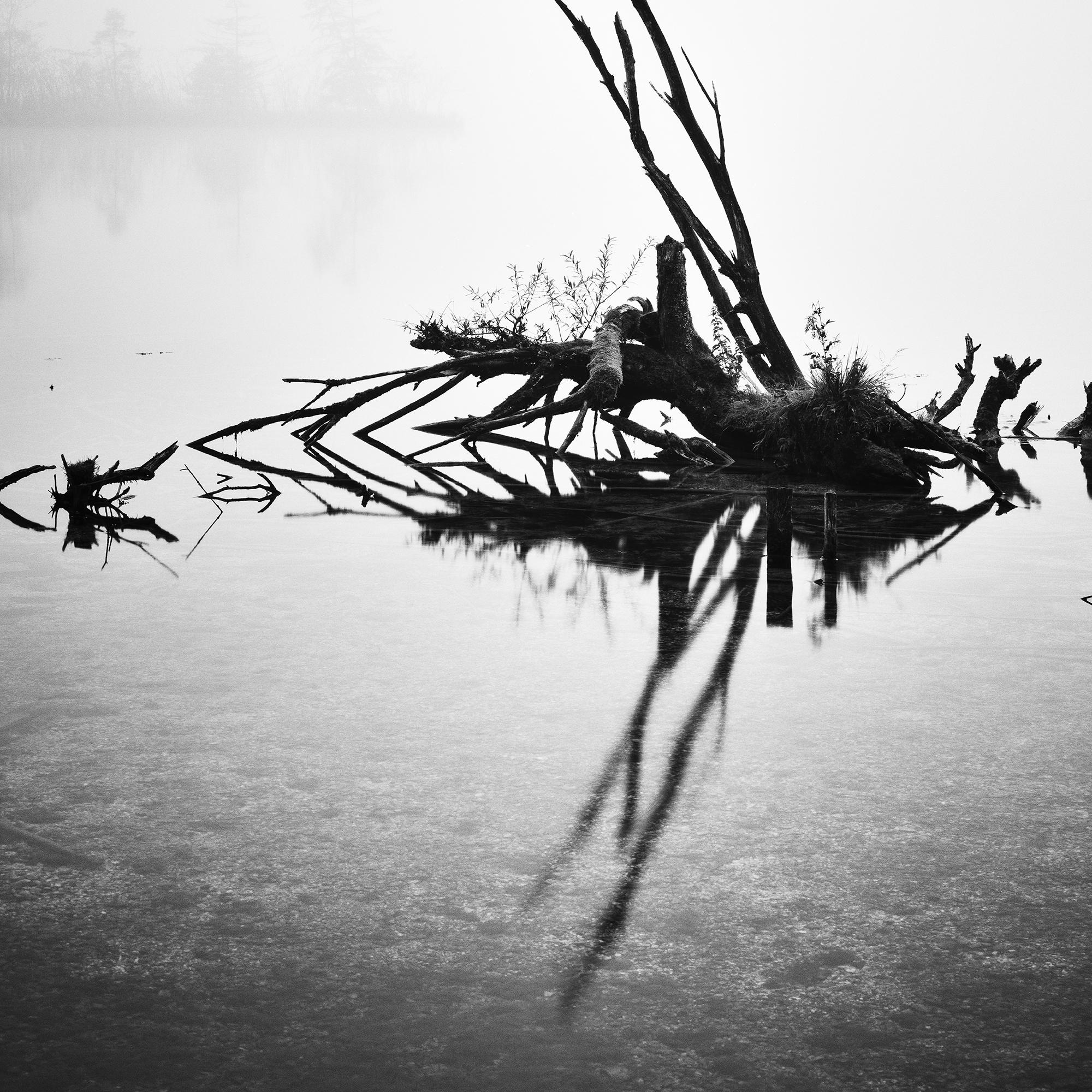 Gefallener Baum, monochrome Fotografie, minimalistische Landschaft, limitierte Auflage im Angebot 3