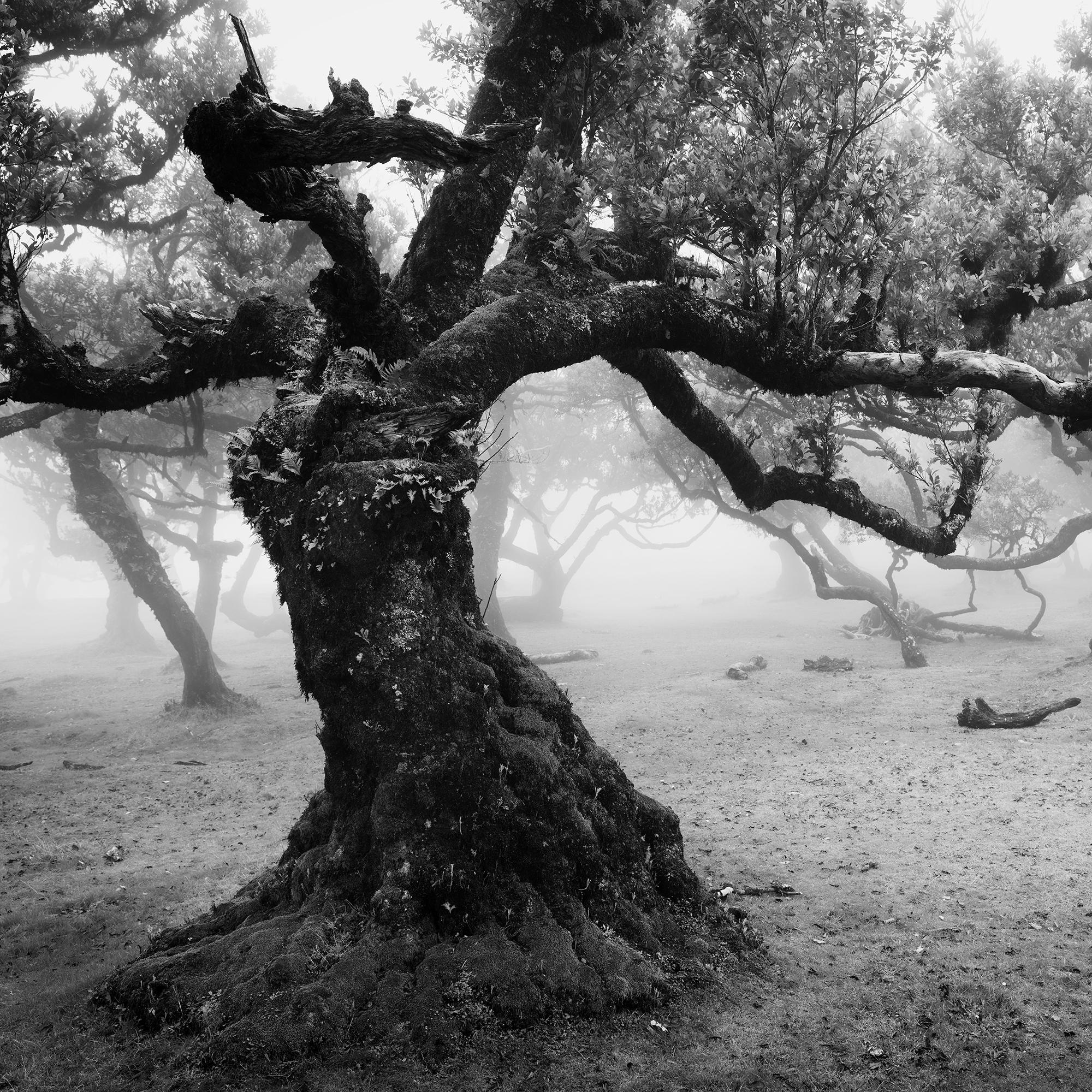 Fanal Foresta incantata, Madeira, fotografia paesaggistica d'autore, edizione limitata in vendita 5
