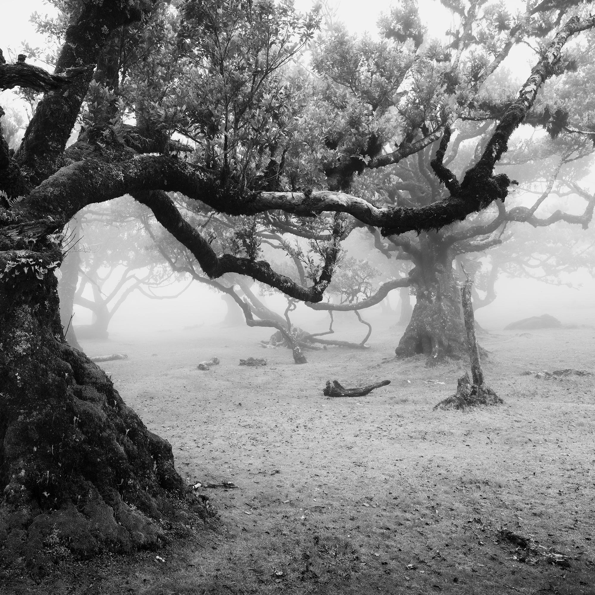 Fanal Foresta incantata, Madeira, fotografia paesaggistica d'autore, edizione limitata in vendita 6
