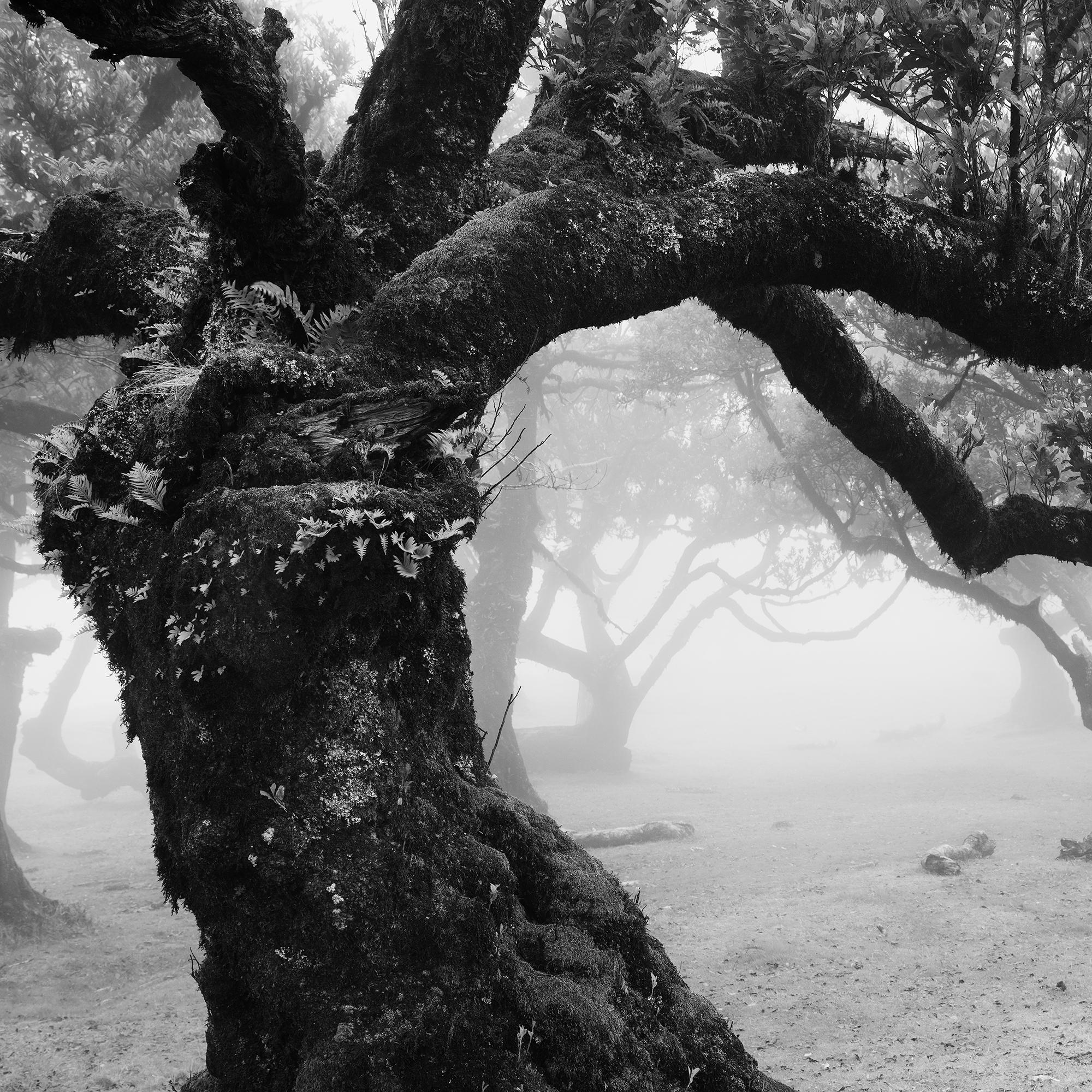 Fanal Foresta incantata, Madeira, fotografia paesaggistica d'autore, edizione limitata in vendita 7