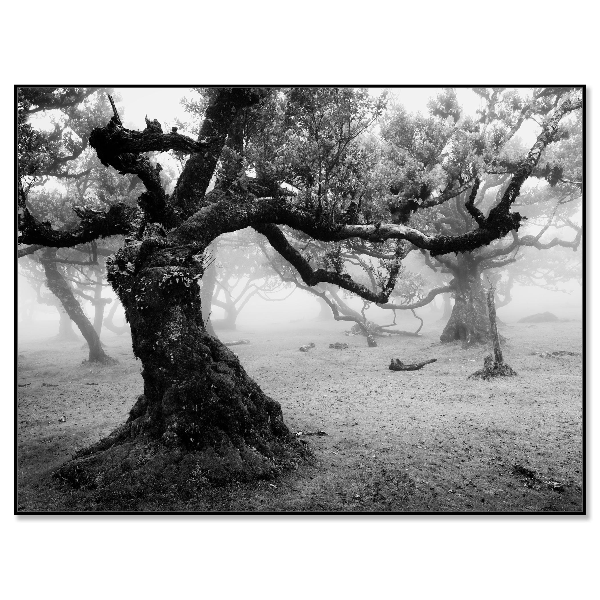 Fanal Foresta incantata, Madeira, fotografia paesaggistica d'autore, edizione limitata - Photograph di Gerald Berghammer