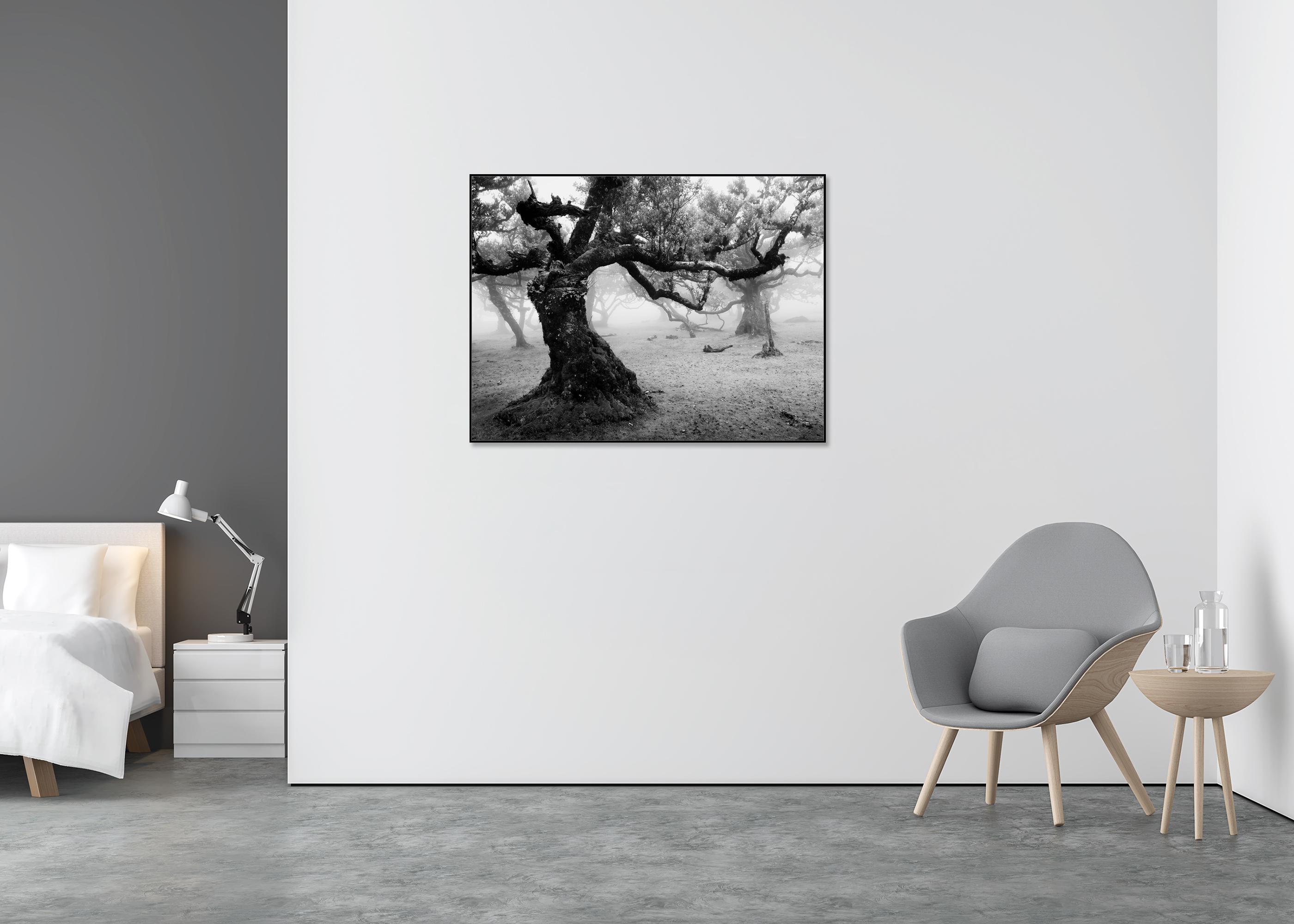 Fanal Foresta incantata, Madeira, fotografia paesaggistica d'autore, edizione limitata - Landscape Photograph Nero di Gerald Berghammer
