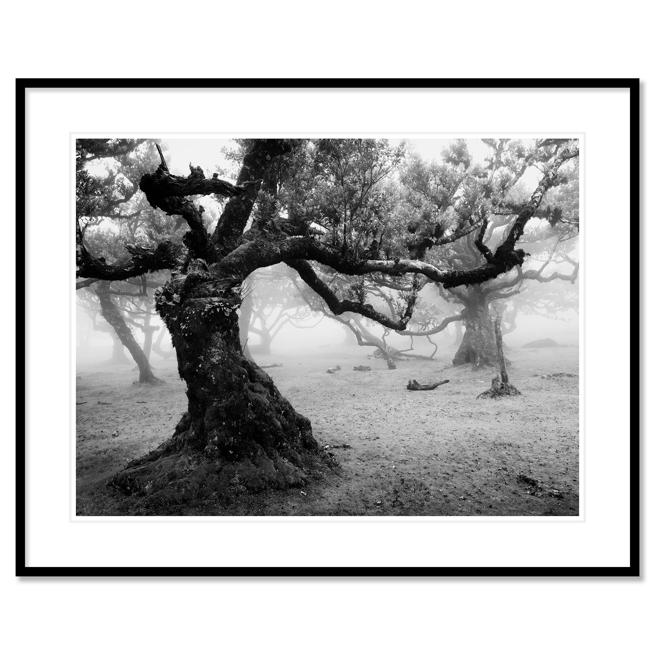 Fotografia paesaggistica in bianco e nero. Un vecchio albero nella nebbia sulla mistica isola di Madeira, in Portogallo. Stampa a inchiostro pigmentato d'archivio, edizione di 7 esemplari. Firmato, intitolato, datato e numerato dall'artista.