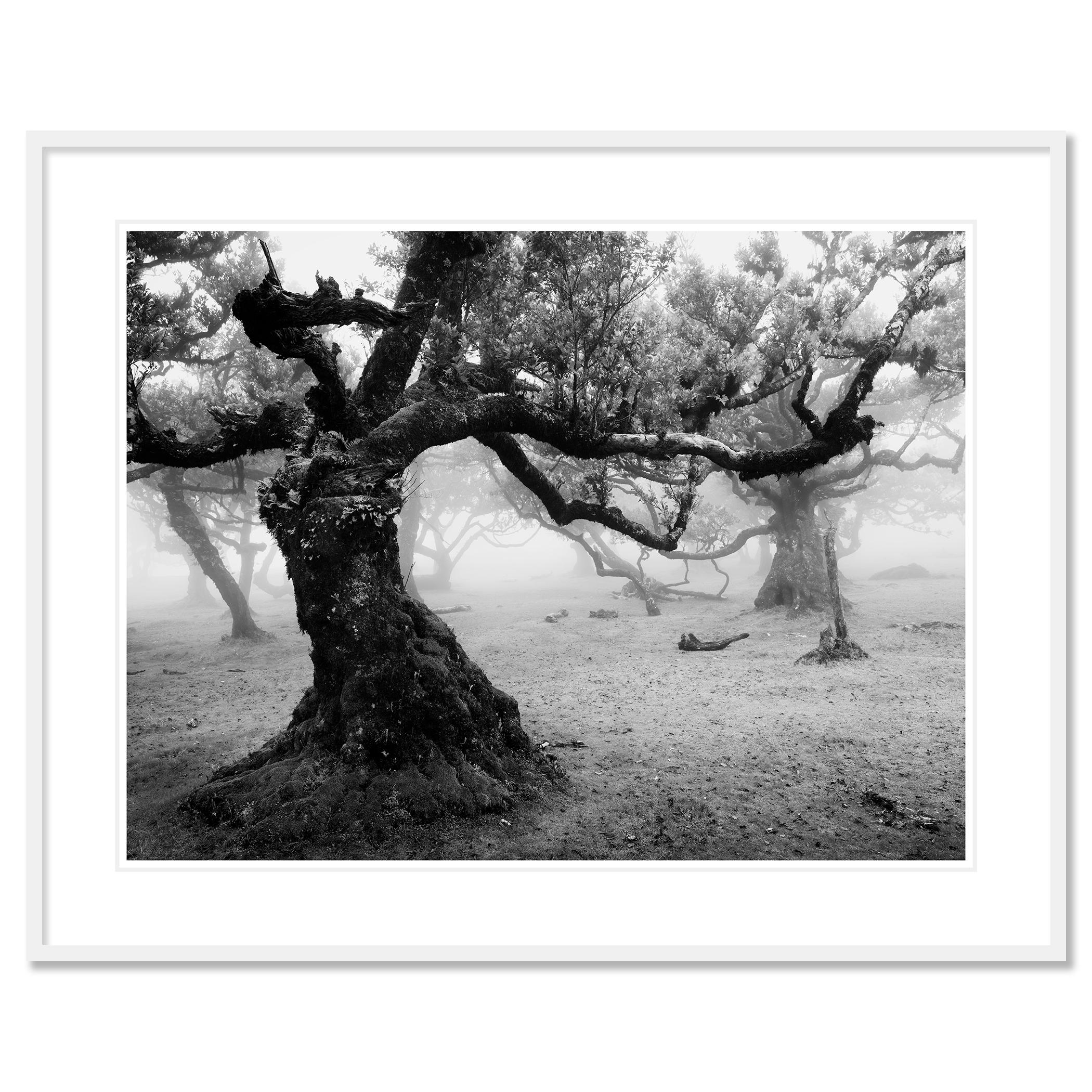 Fanal Foresta incantata, Madeira, fotografia paesaggistica d'autore, edizione limitata in vendita 1