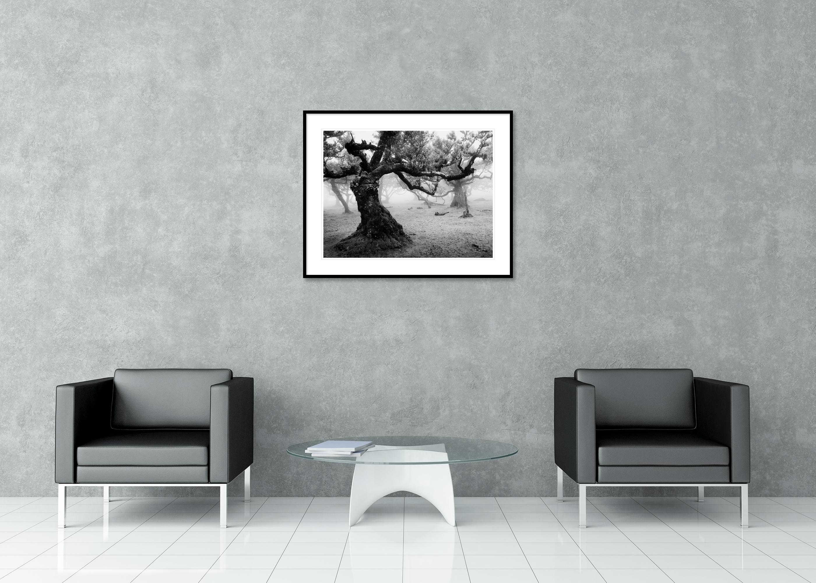 Fanal Foresta incantata, Madeira, fotografia paesaggistica d'autore, edizione limitata in vendita 2
