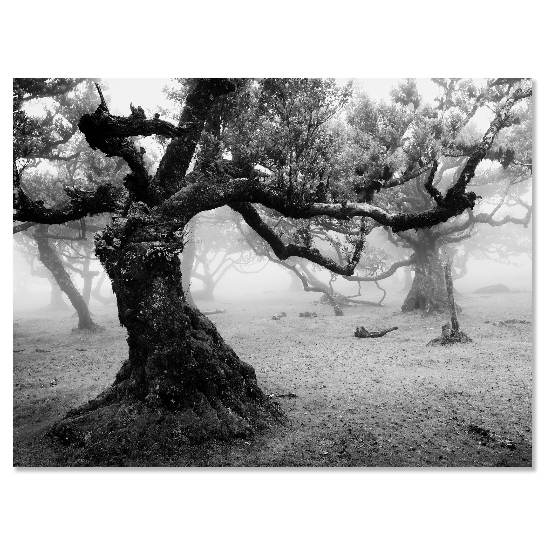 Fanal Foresta incantata, Madeira, fotografia paesaggistica d'autore, edizione limitata in vendita 3