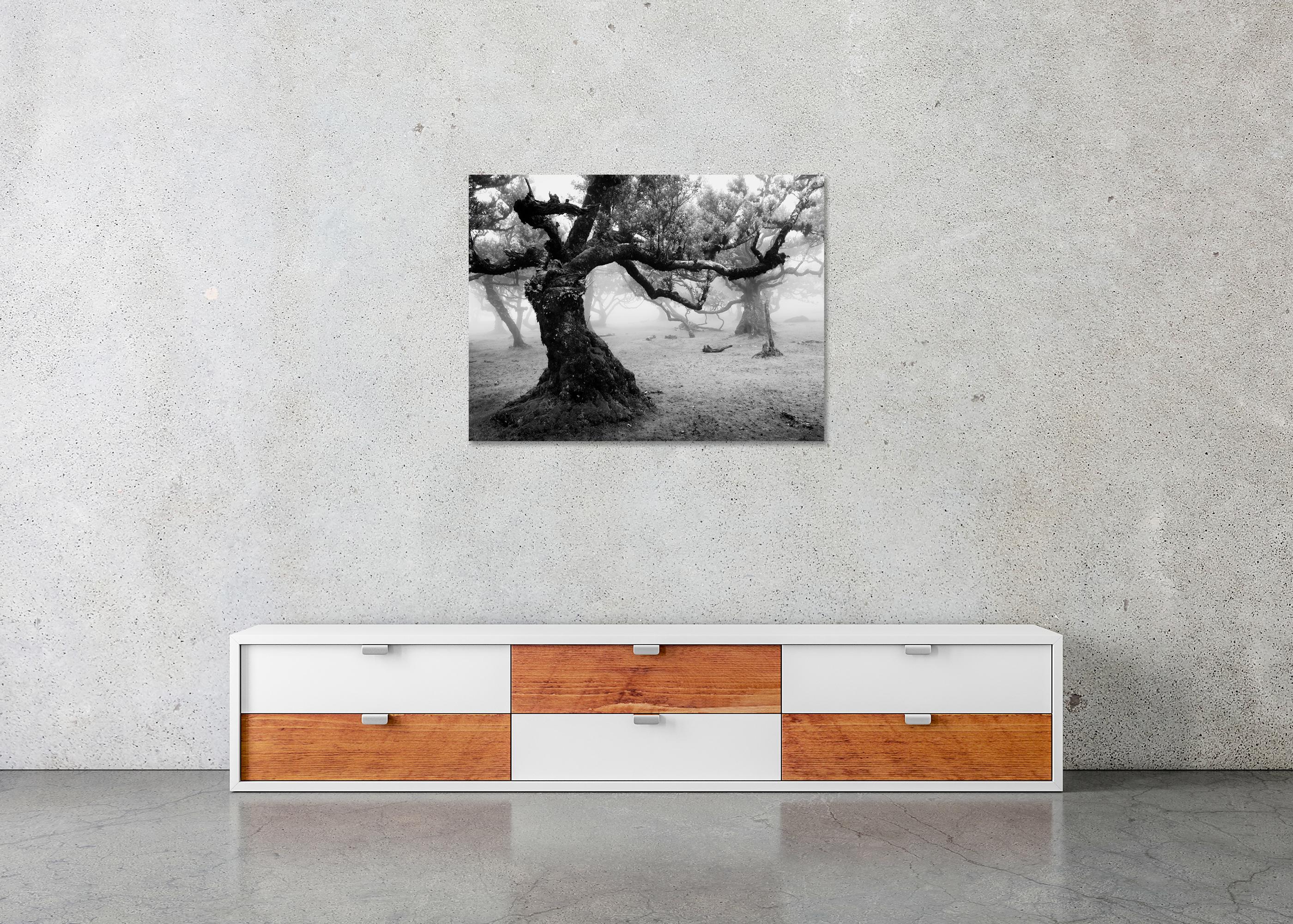 Fanal Foresta incantata, Madeira, fotografia paesaggistica d'autore, edizione limitata in vendita 4