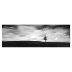 Farmland Panorama, single tree, field, black and white, landscape, photography