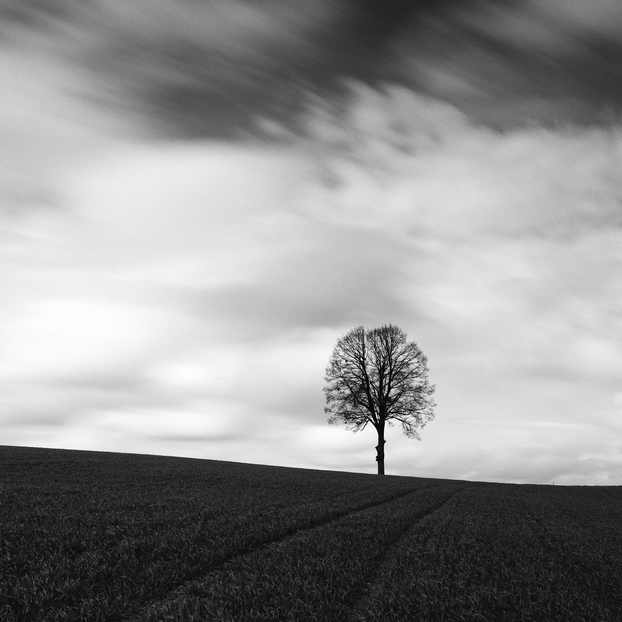 Farmland Panorama, single tree, field, black and white, landscape, photography For Sale 2