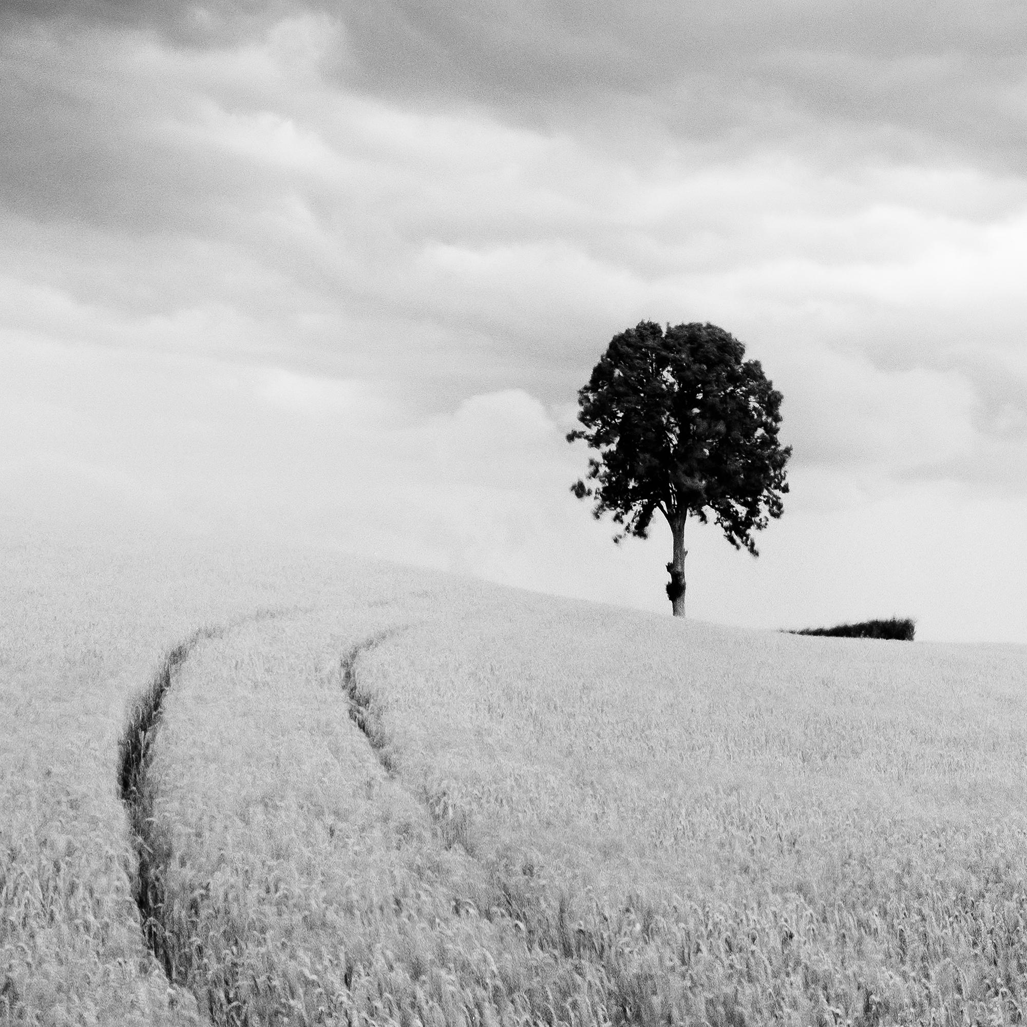 Bauernhof, ein einzelner Baum, riesige Wolken, Schwarz-Weiß, Landschaft, Kunstfotografie im Angebot 5