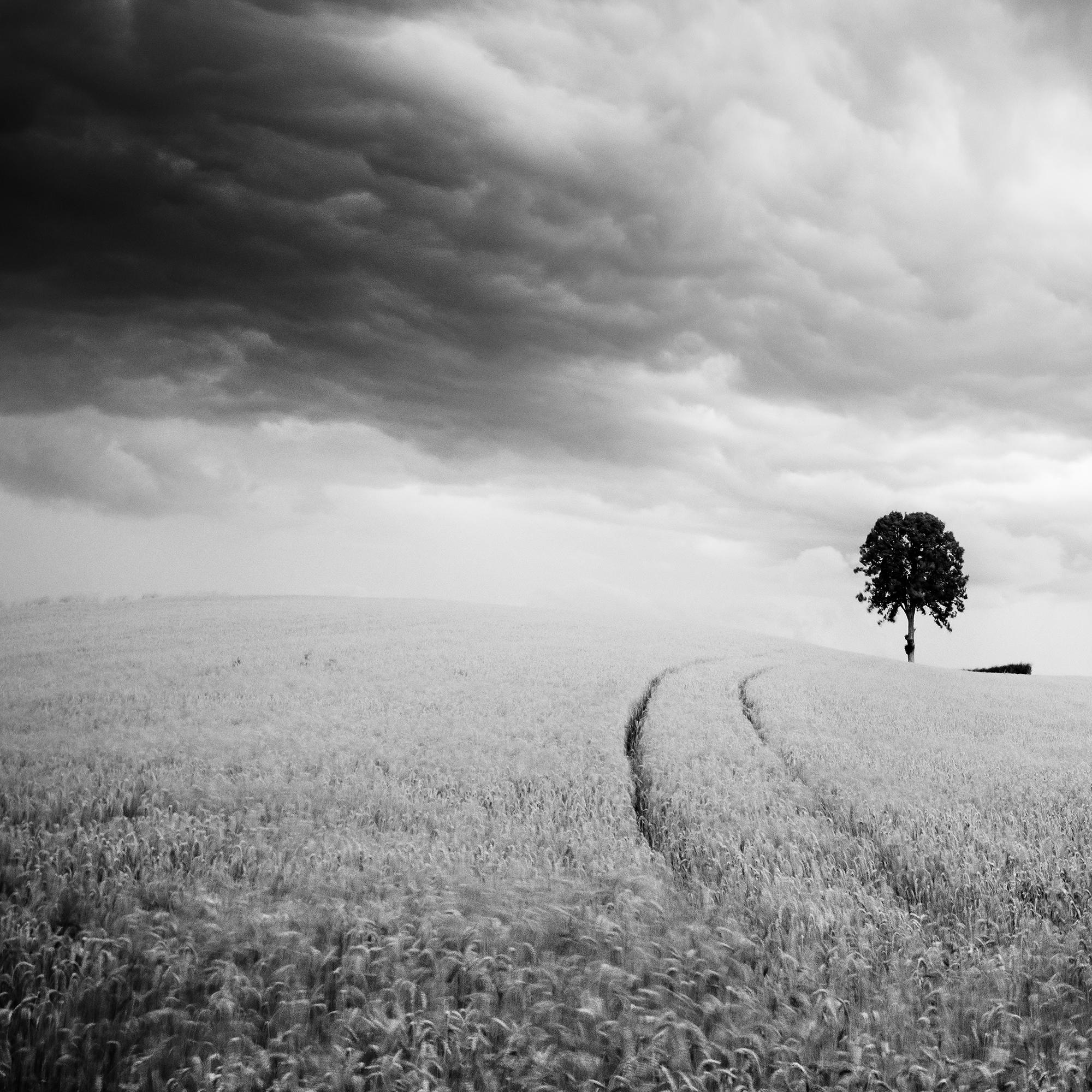 Bauernhof, ein einzelner Baum, riesige Wolken, Schwarz-Weiß, Landschaft, Kunstfotografie im Angebot 3