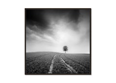 Farmland Single Tree minimalist, photograph landscape limited edition print
