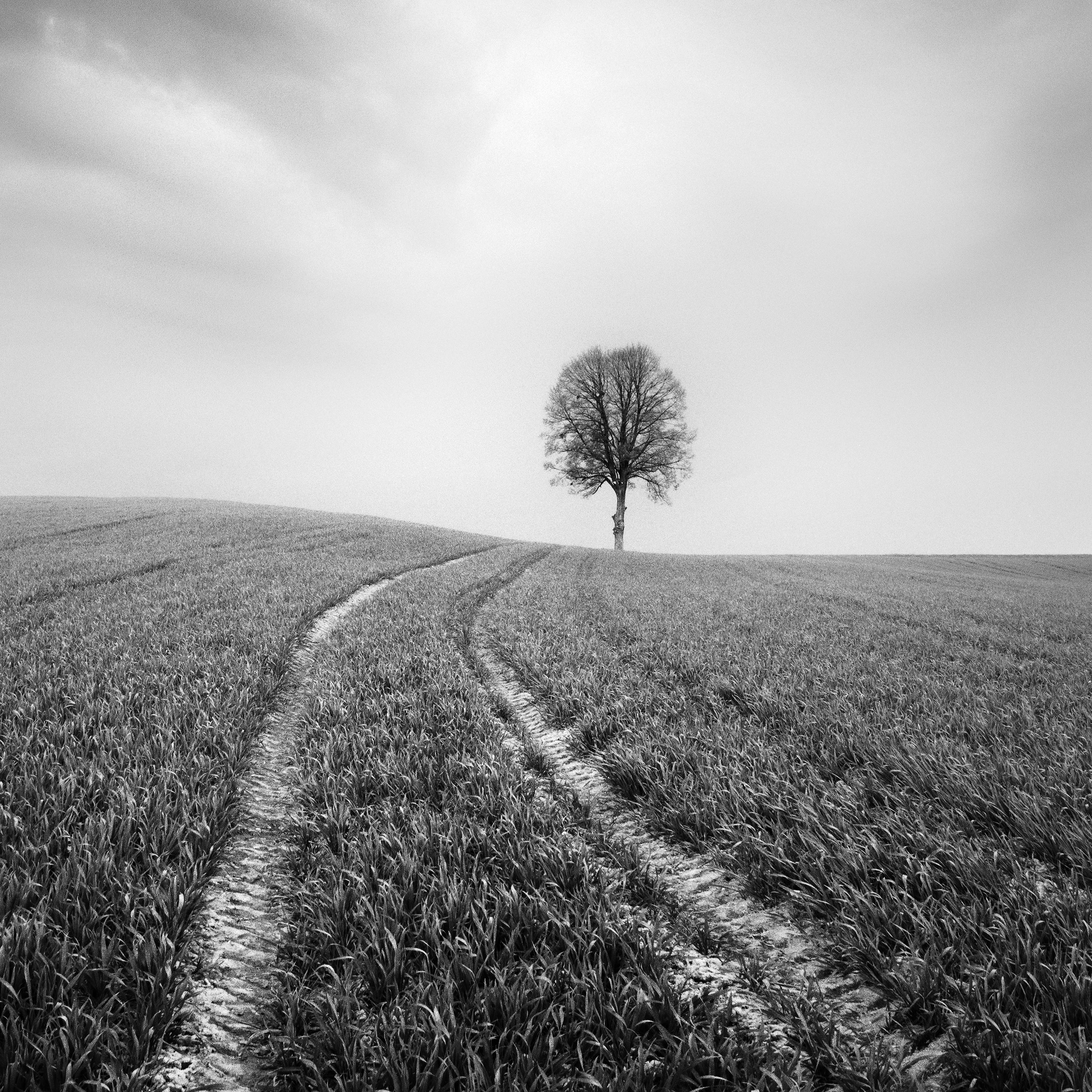 Bauernhof, ein einzelner Baum, minimalistische schwarz-weiße Kunst-Landschaftsfotografie im Angebot 3