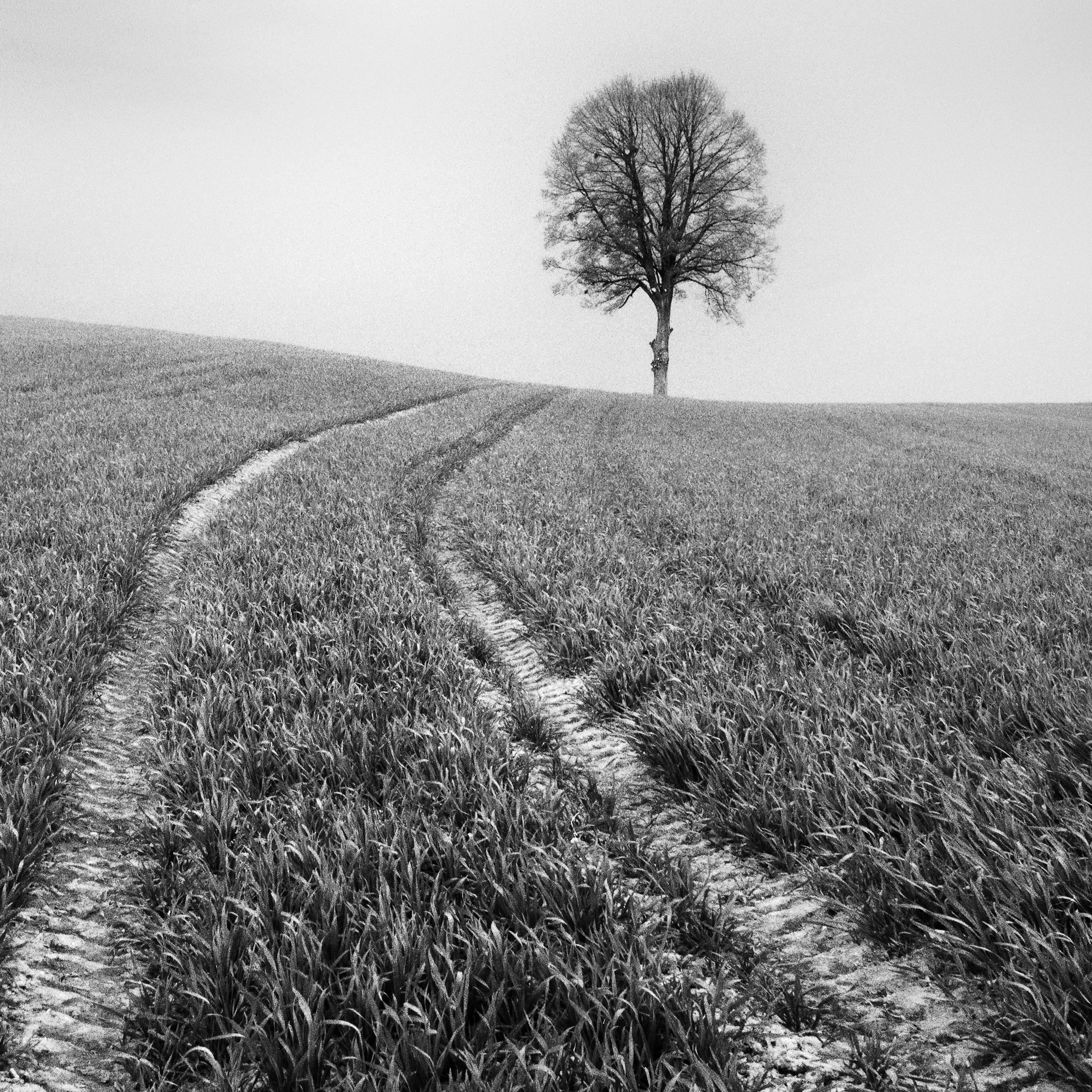 Bauernhof, ein einzelner Baum, minimalistische schwarz-weiße Kunst-Landschaftsfotografie im Angebot 4