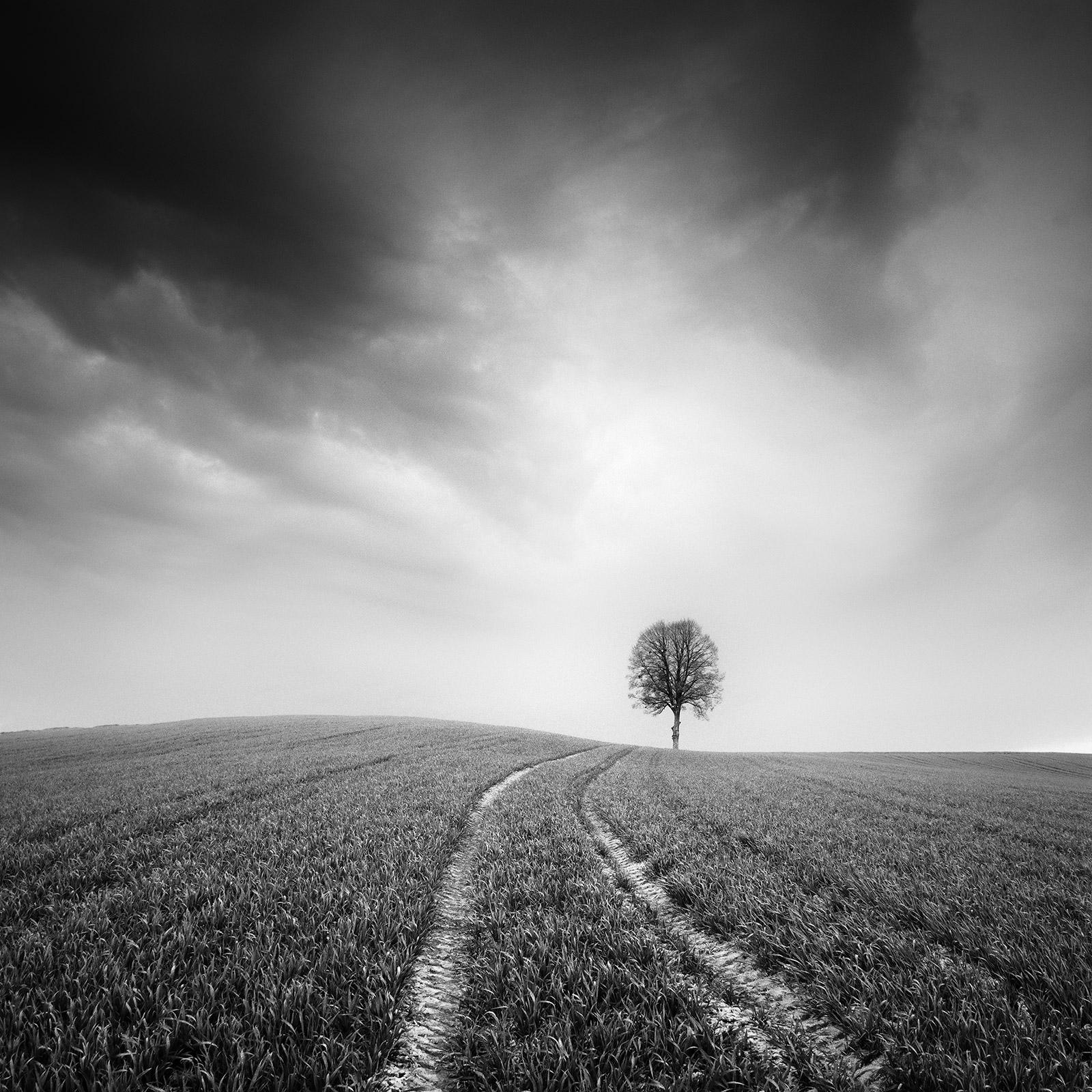 Gerald Berghammer Landscape Print – Bauernhof, ein einzelner Baum, minimalistische schwarz-weiße Kunst-Landschaftsfotografie