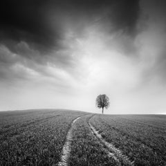 Farmland single tree minimalist black and white fine art landscape photography