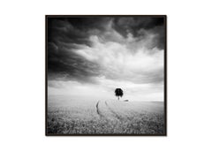 Farmland, single tree, giant clouds - black and white - landscape photography