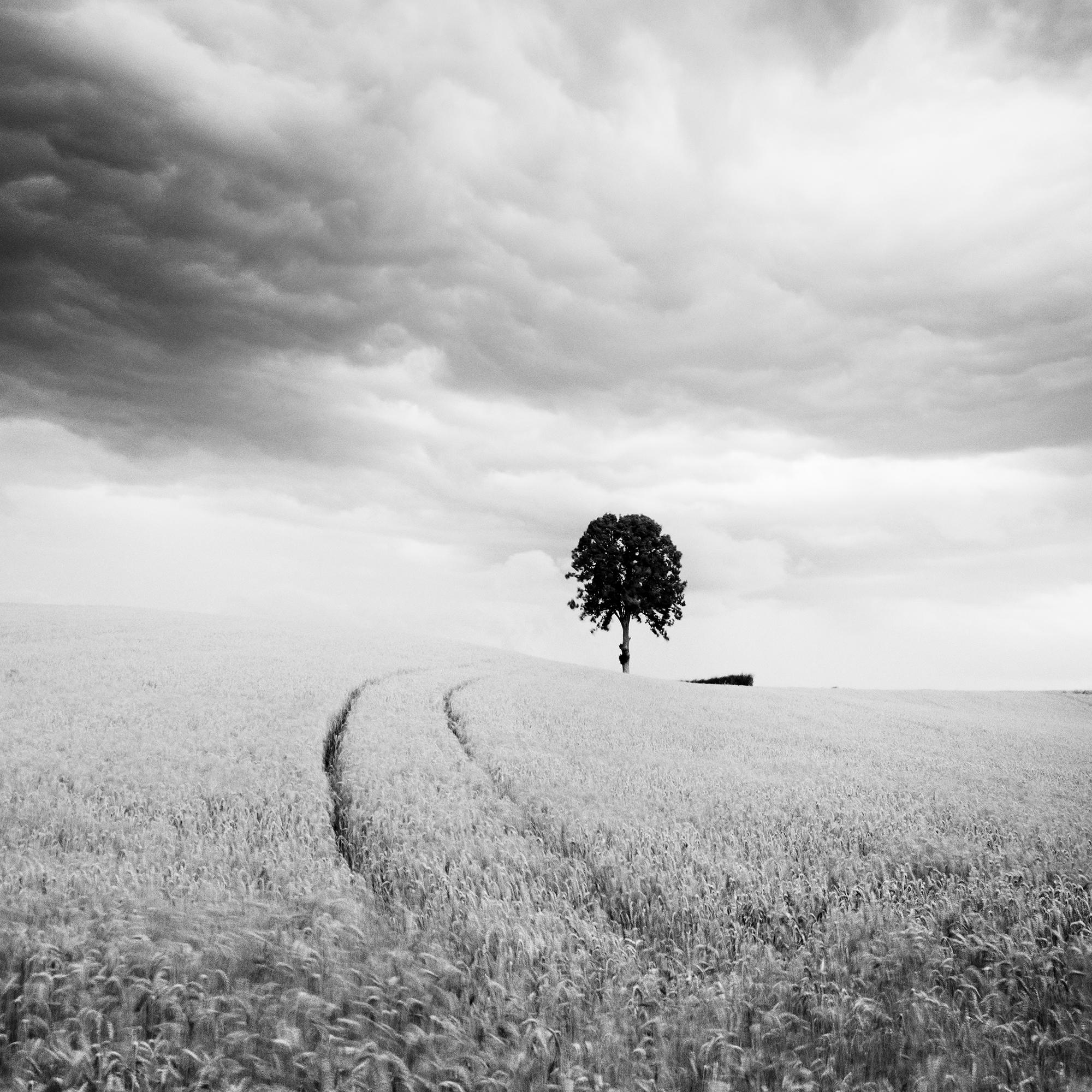 Black and white fine art landscape photography. Single tree in the cornfield during a storm and giant clouds, Austria. Archival pigment ink print as part of a limited edition of 15. All Gerald Berghammer prints are made to order in limited editions