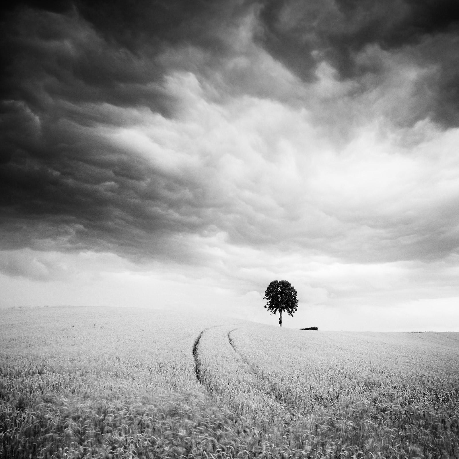 Farmland, single tree, strom, cornfield, black and white landscape photography