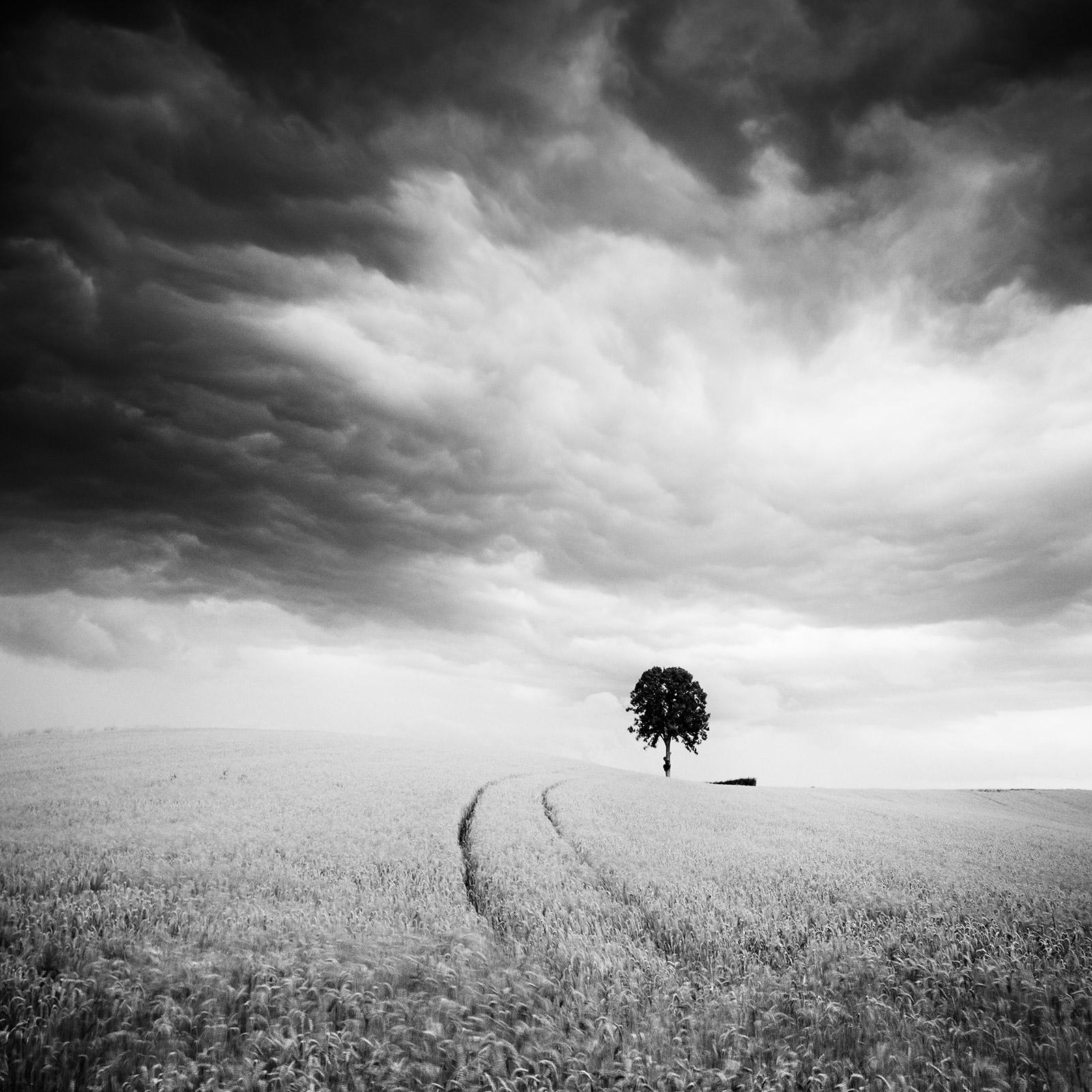Gerald Berghammer Landscape Photograph - Farmland, single tree, giant clouds, black and white landscape art photography