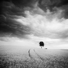 Terres agricoles, arbre isolé, nuages géants, photographie d'art de paysage en noir et blanc.
