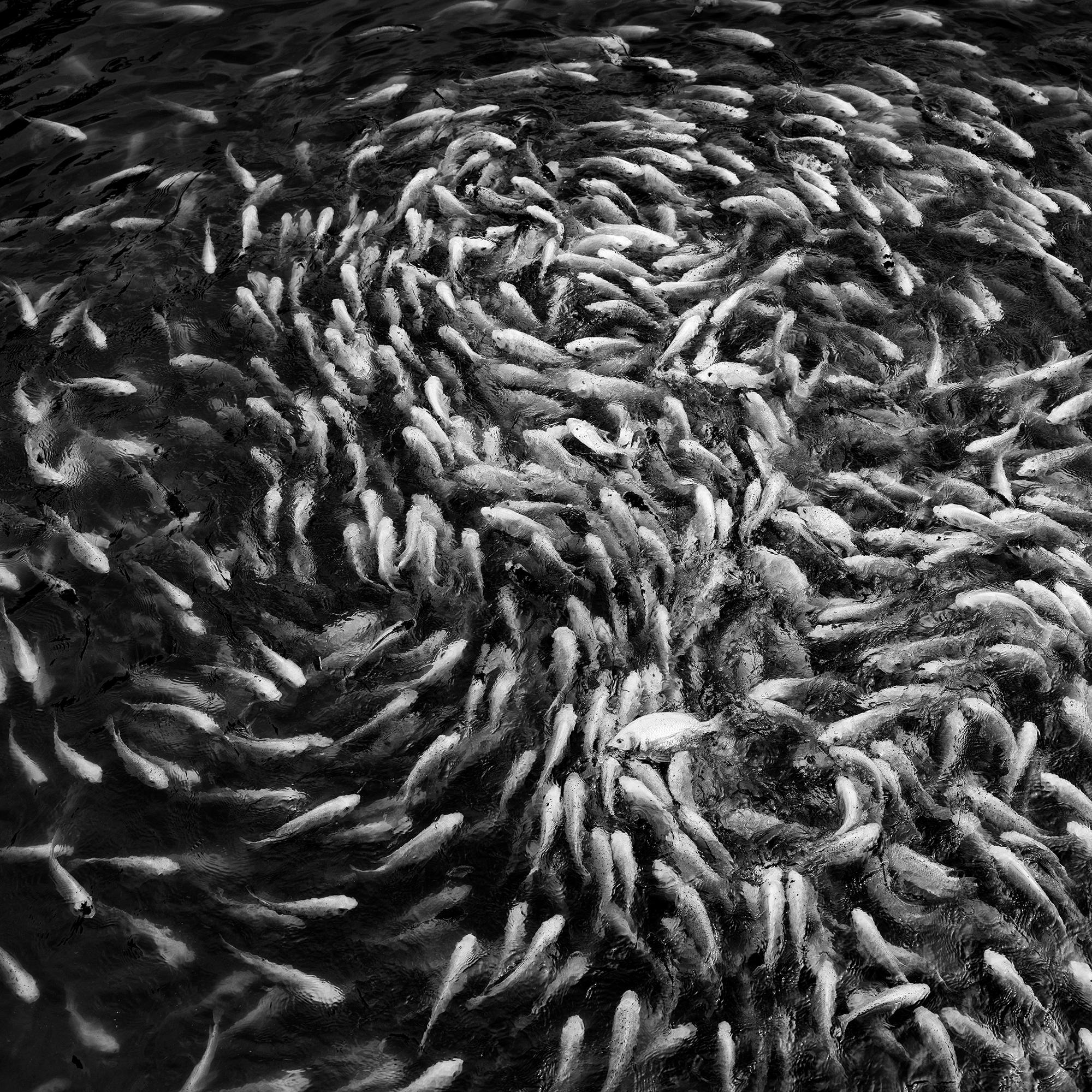 Fishy, Fishy, Fish, Goldfish breeding, Lucky charm, Vietnam mono photography For Sale 5
