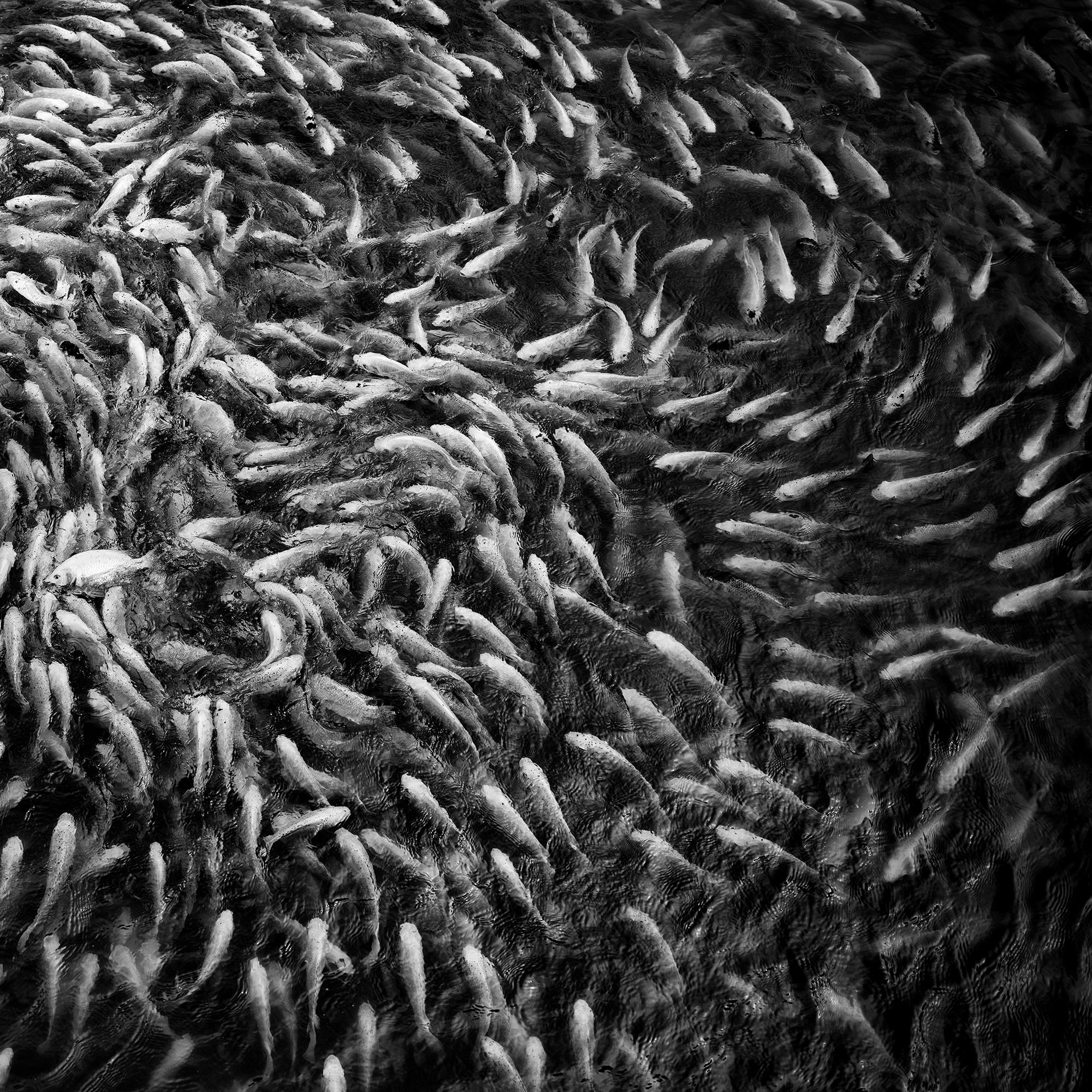 Fishy, Fishy, Fish, Goldfish breeding, Lucky charm, Vietnam mono photography For Sale 6