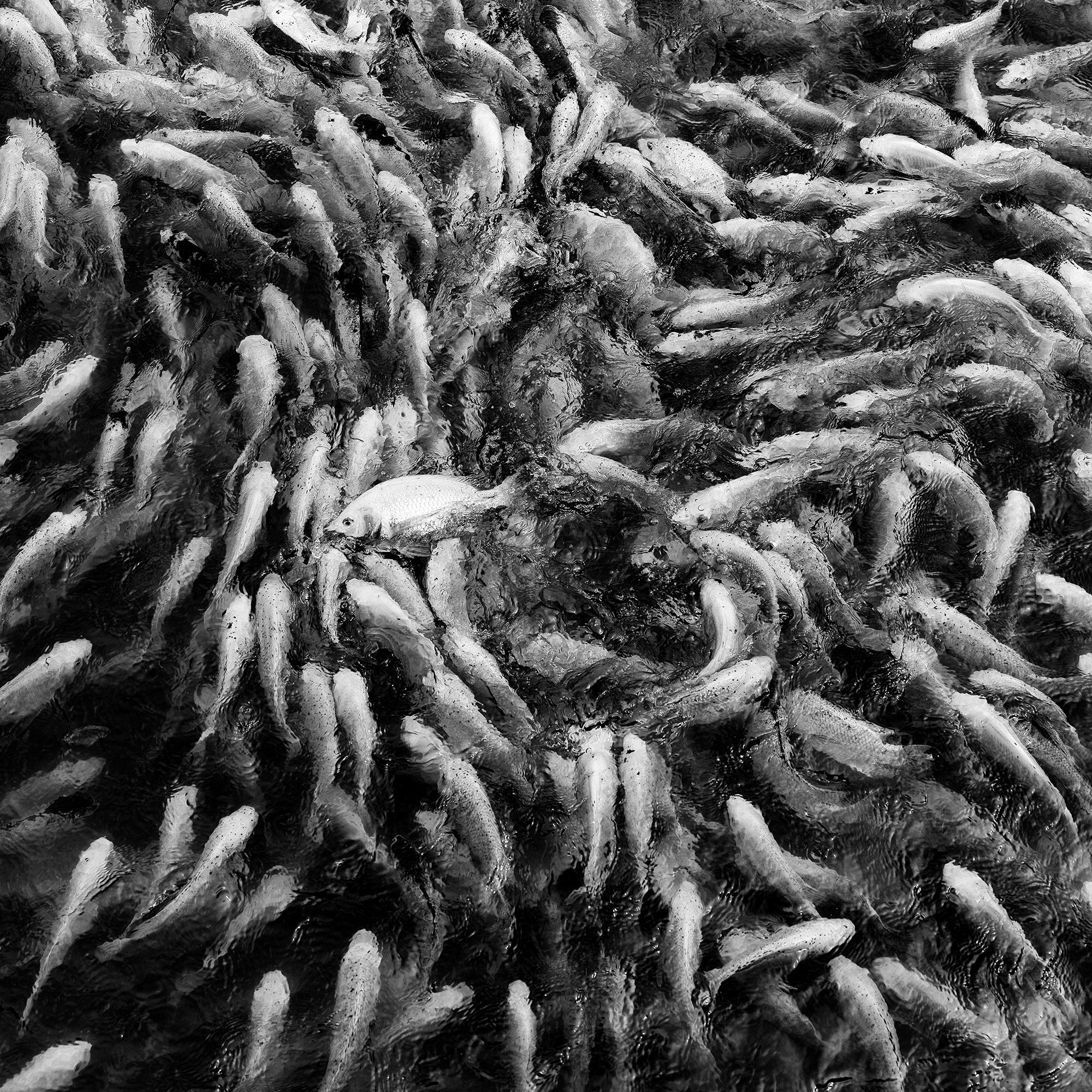 Fishy, Fishy, Fish, Goldfish breeding, Lucky charm, Vietnam mono photography For Sale 7