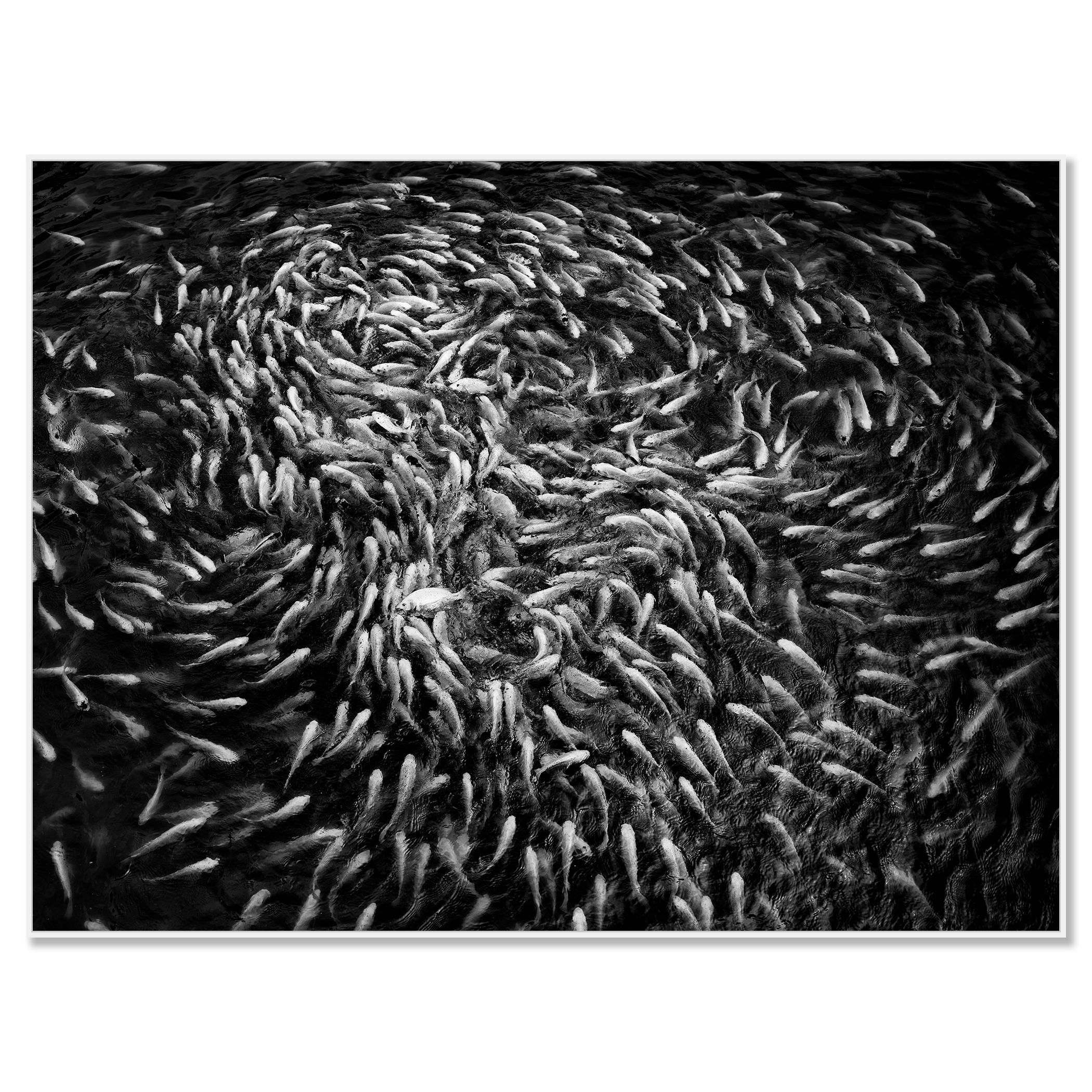 Fishy, Fishy, Fish, Goldfish breeding, Lucky charm, Vietnam mono photography - Photograph by Gerald Berghammer