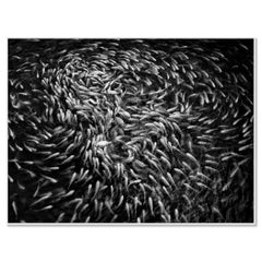 Fishy, Fishy, Fish, Goldfish breeding, Lucky charm, Vietnam mono photography