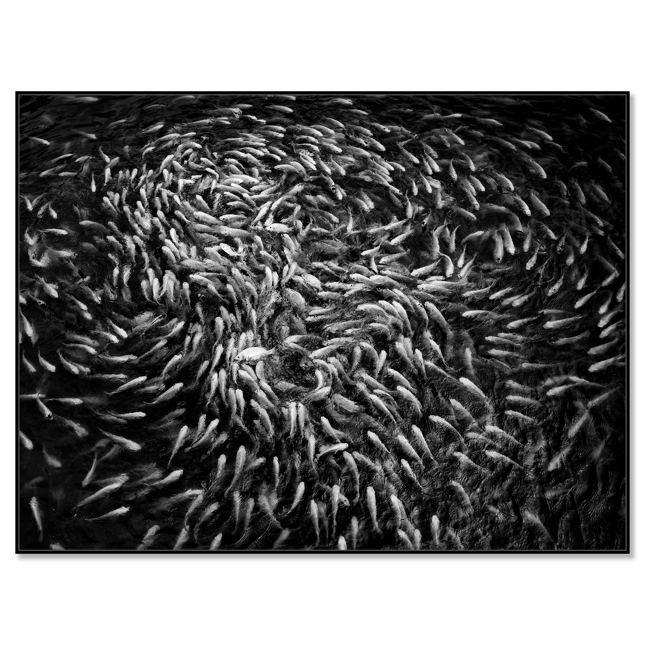 Fishy, Fishy, Fish, Goldfish breeding, Lucky charm, Vietnam mono photography - Contemporary Photograph by Gerald Berghammer